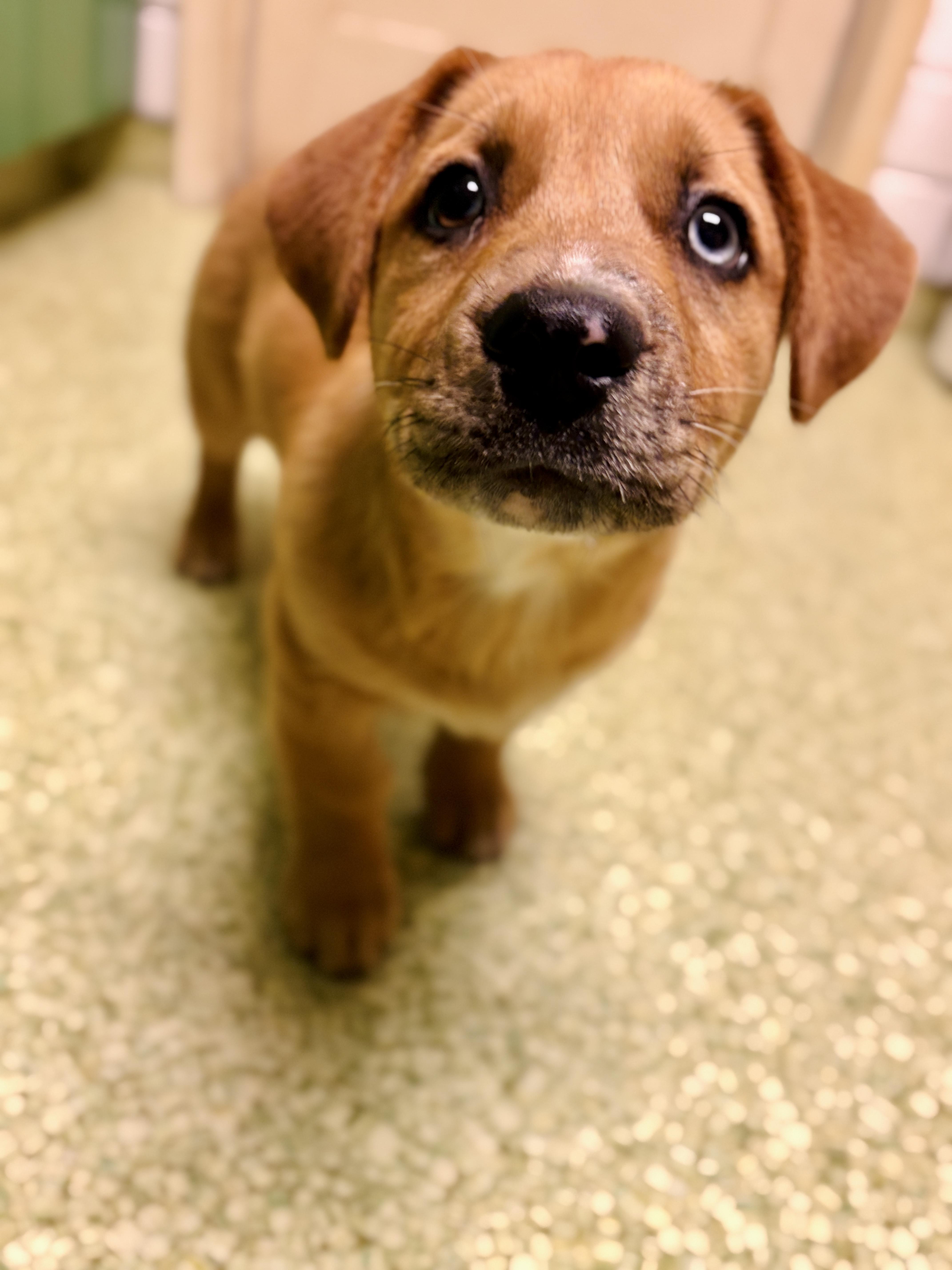 Enlarge Piper-Daisy , an adopted mixed breed in San Diego, CA image 2/6