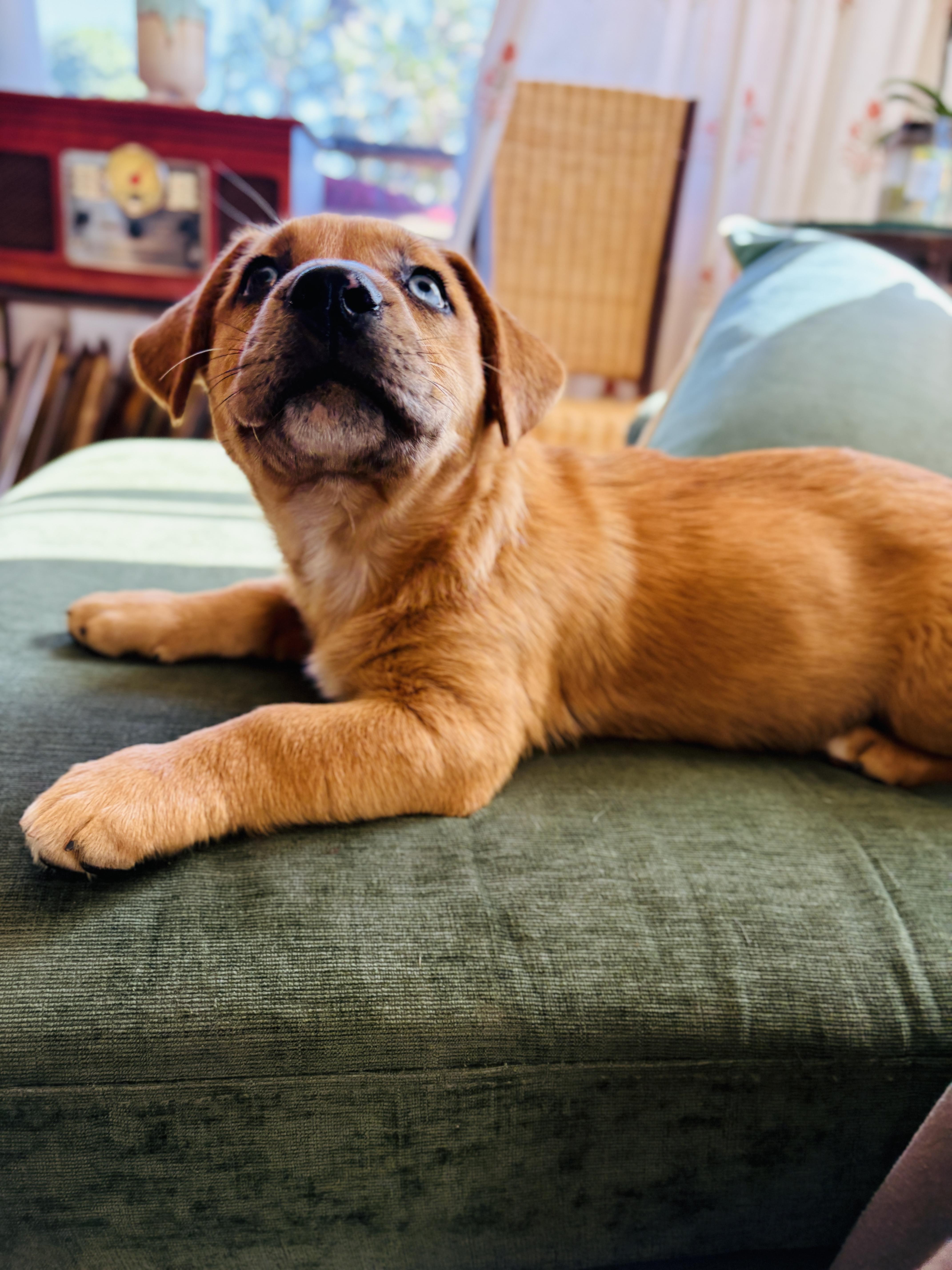 Enlarge Piper-Daisy , an adopted mixed breed in San Diego, CA image 6/6