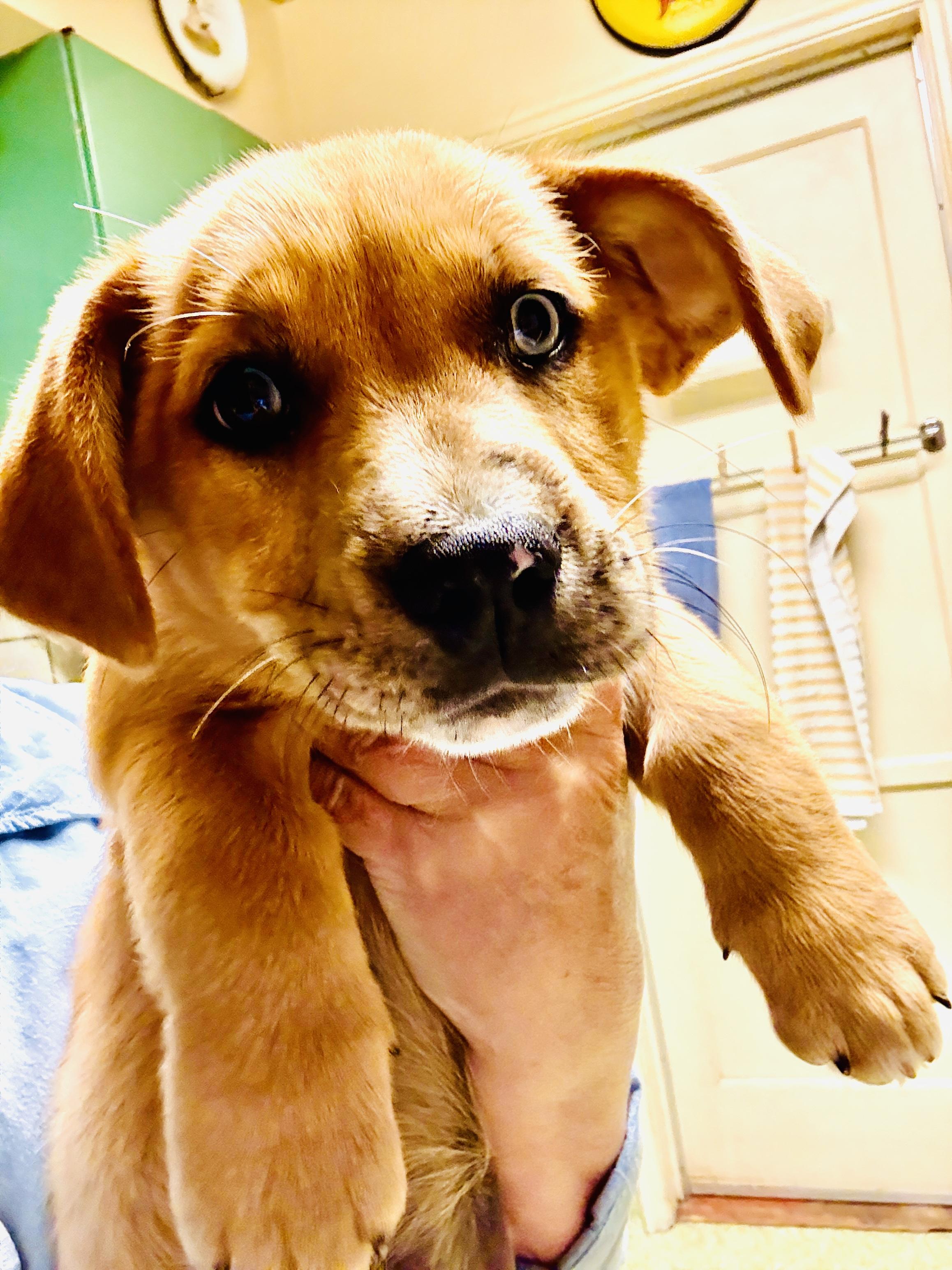 Enlarge Piper-Daisy , an adopted mixed breed in San Diego, CA image 3/6