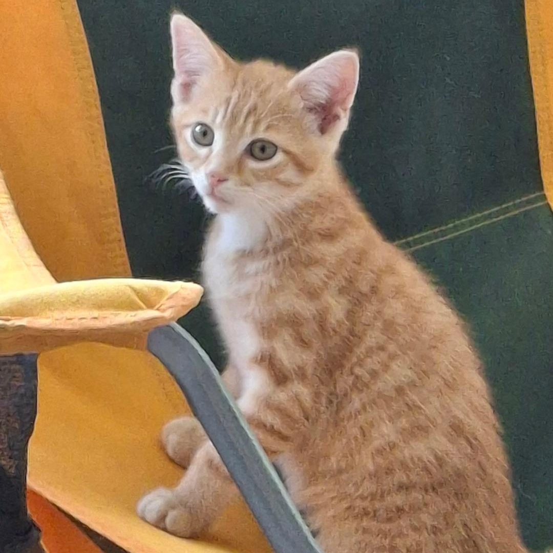 RUSTY, ADOPTABLE, Young Male Domestic Short Hair.