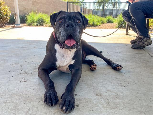 THEODORE, Adoptable, Adult Male Boxer.