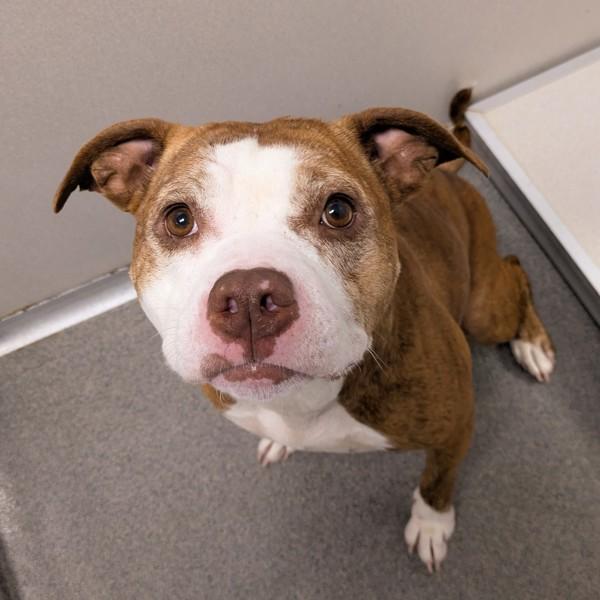 Ginger, Adoptable, Adult Female Pit Bull Terrier.