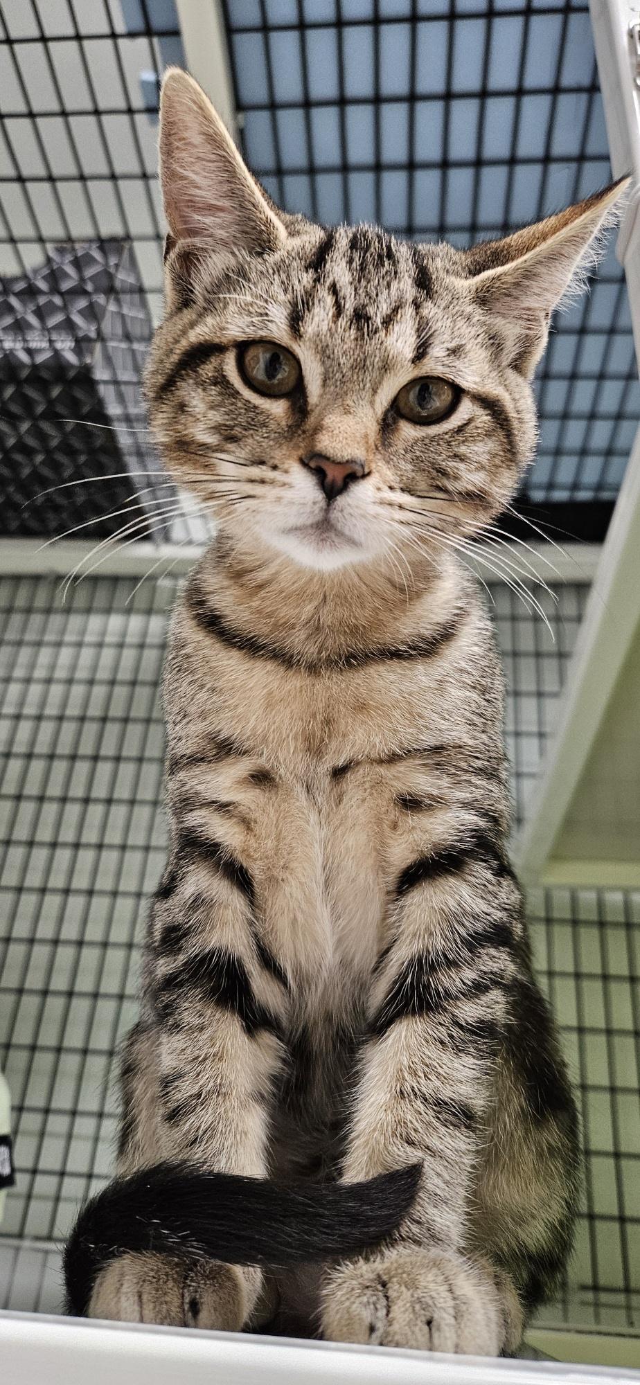 Enlarge Mia, a Adoptable mixed breed in Hermosa Beach, CA image 1/6