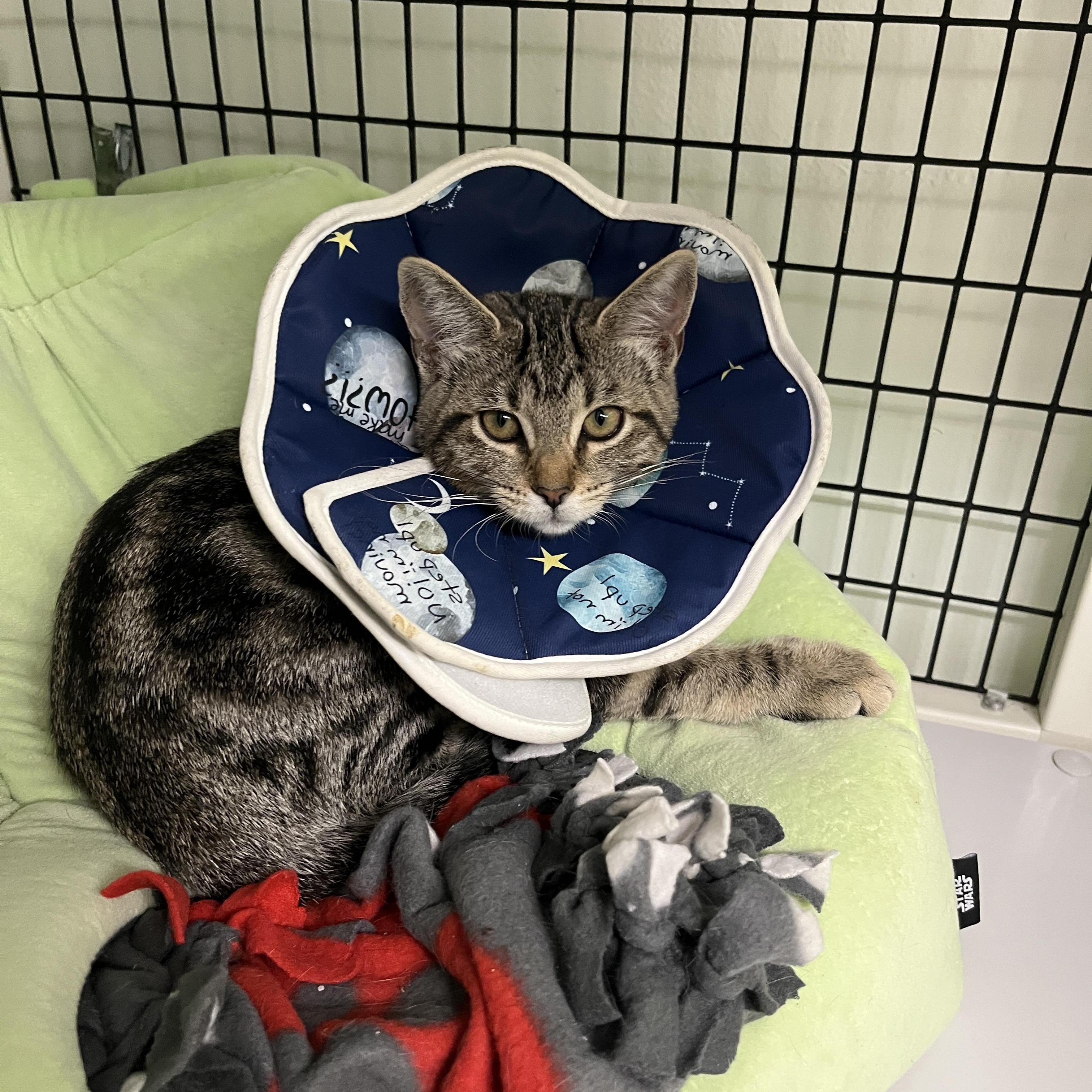 Enlarge Mia, a Adoptable mixed breed in Hermosa Beach, CA image 2/6