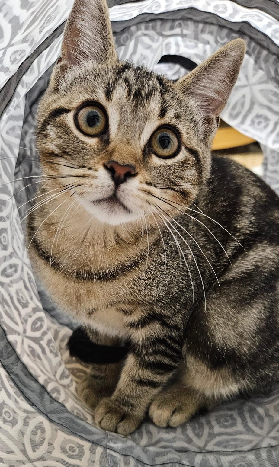 Enlarge Mia, a Adoptable mixed breed in Hermosa Beach, CA image 3/6