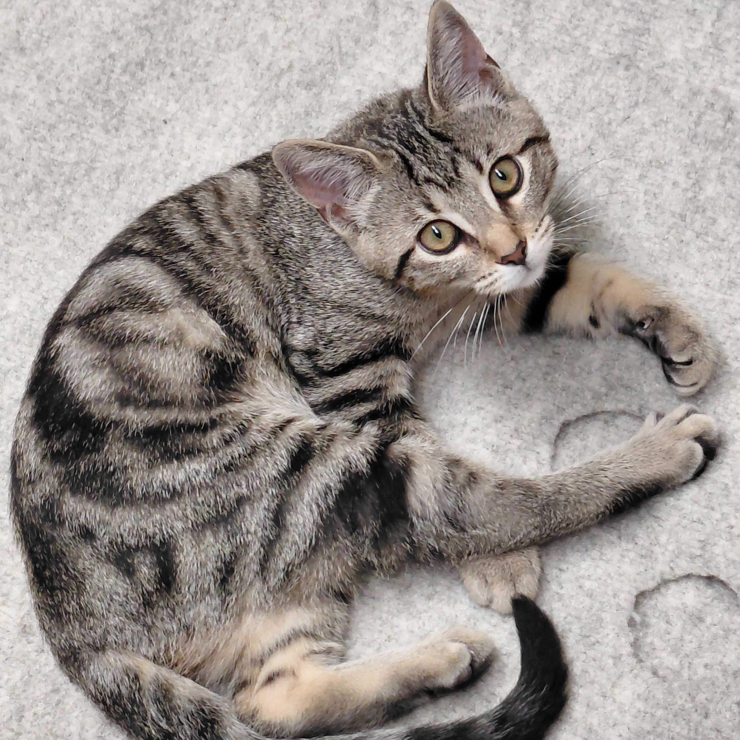 Enlarge Mia, a Adoptable mixed breed in Hermosa Beach, CA image 4/6