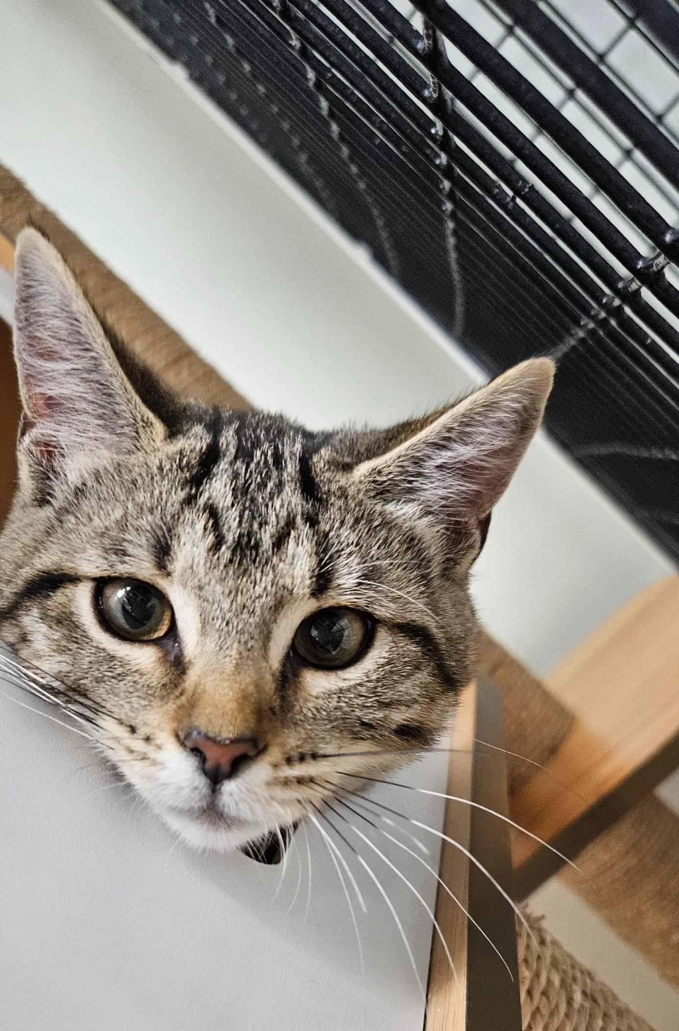 Enlarge Mia, a Adoptable mixed breed in Hermosa Beach, CA image 5/6