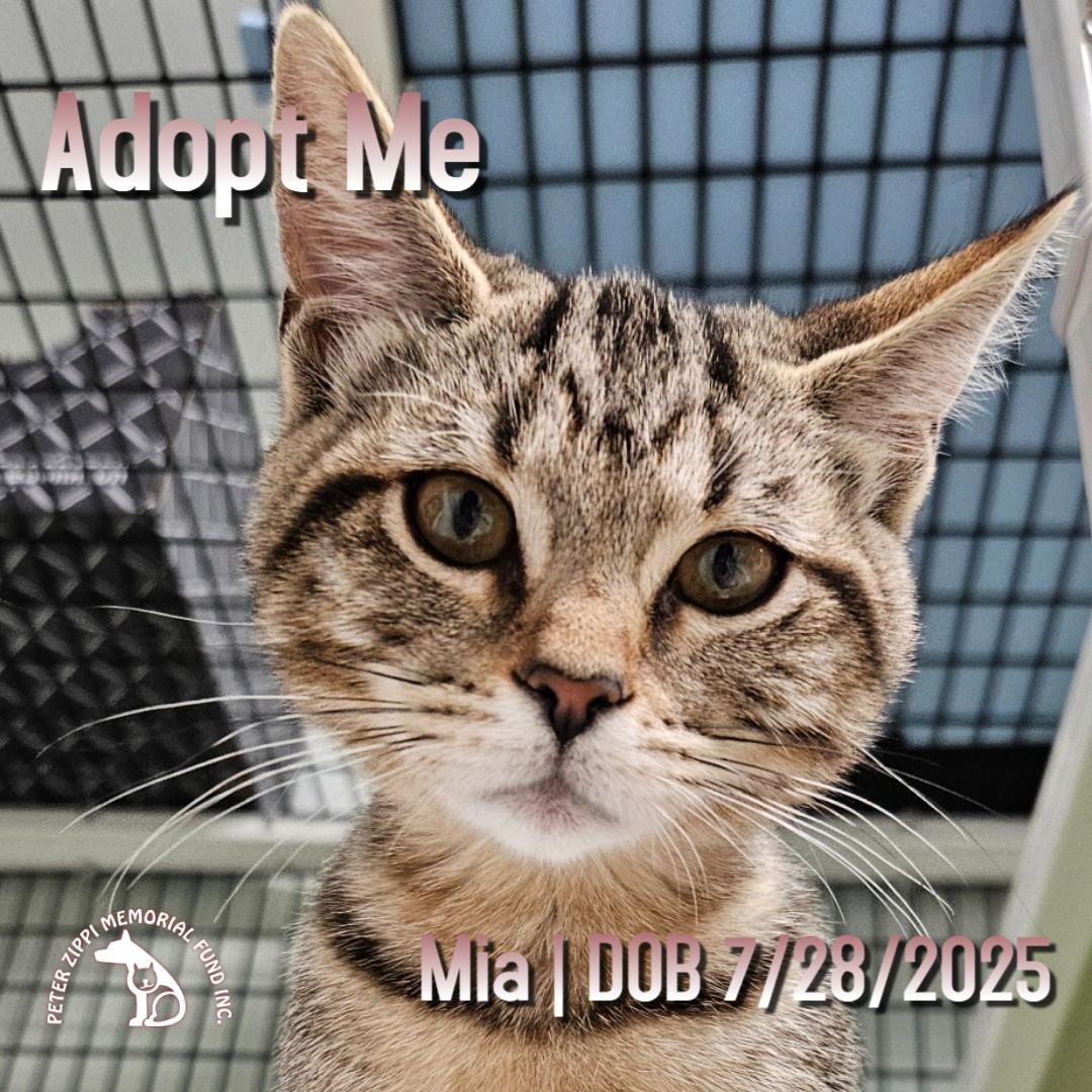 Mia, Adoptable, Kitten Female Tabby & Domestic Short Hair.