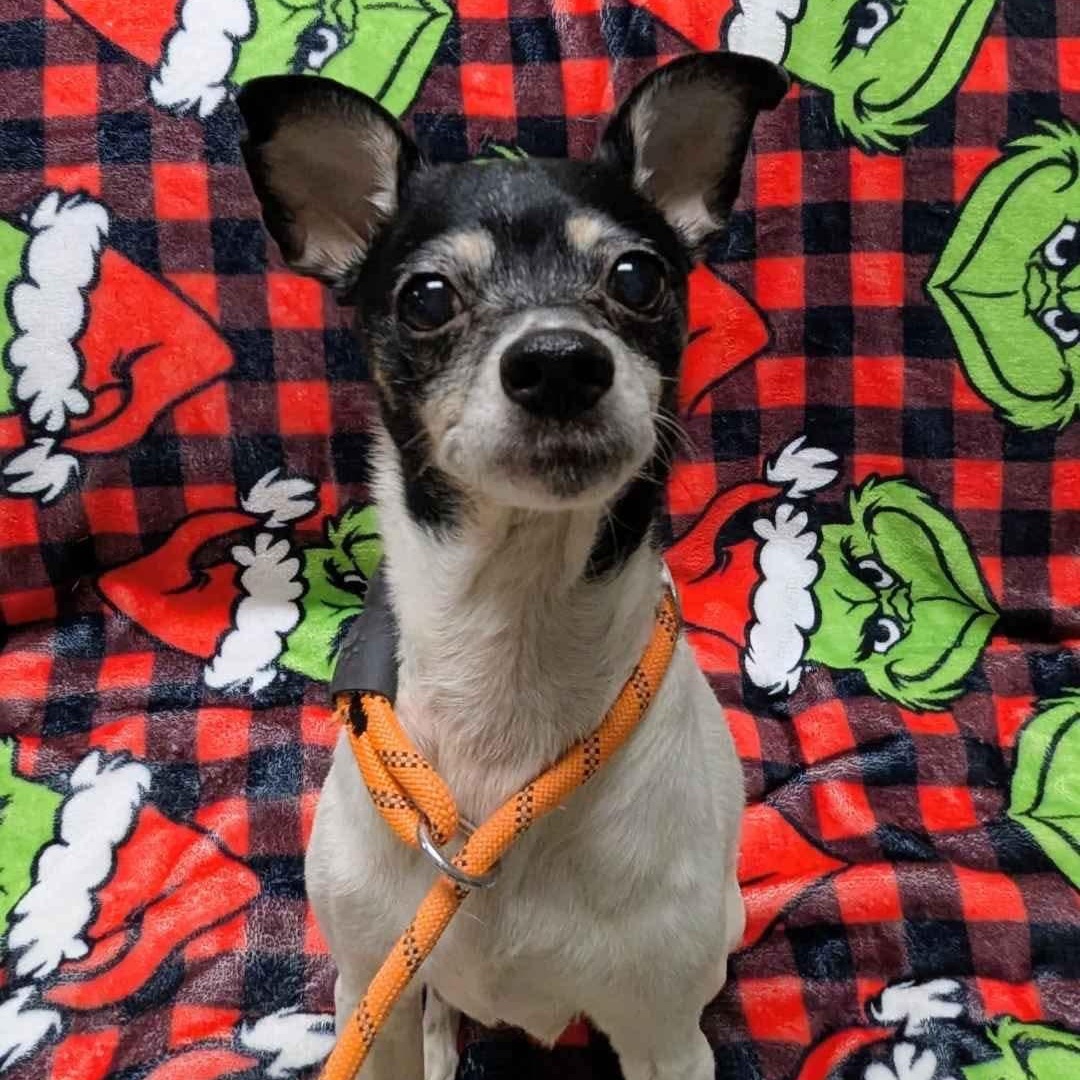 Coco, ADOPTABLE, Senior Female Rat Terrier.