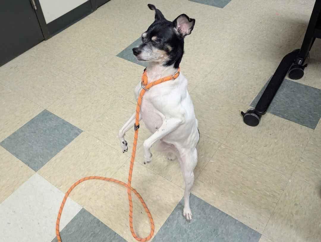 Enlarge Coco, a ADOPTABLE mixed breed in Stratford, CT image 4/4