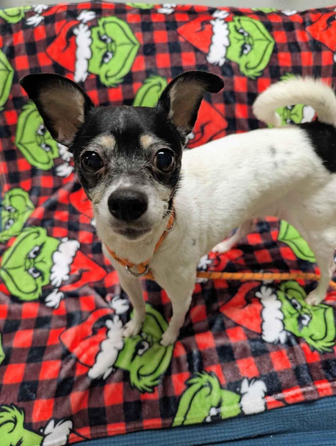 Enlarge Coco, a ADOPTABLE mixed breed in Stratford, CT image 3/4