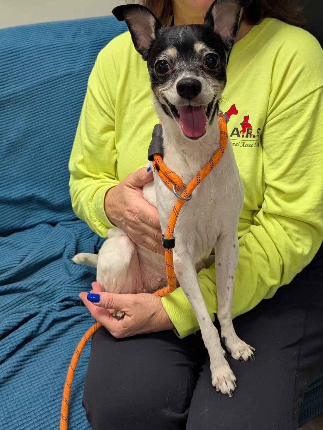 Enlarge Coco, a ADOPTABLE mixed breed in Stratford, CT image 2/4