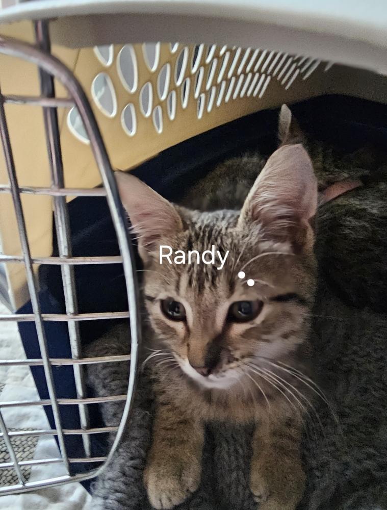 Randy, Adoptable, Kitten Male Domestic Short Hair.