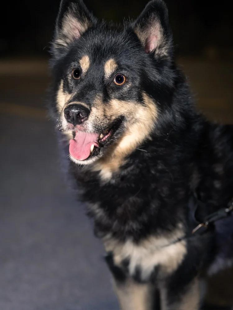 Cooper, an adoptable Pomsky in laval, QC, h7w 3x1 | Photo Image 2