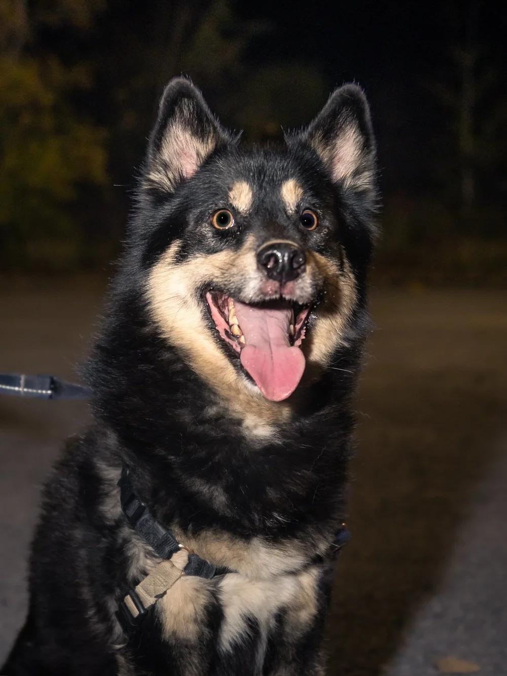 Cooper, an adoptable Pomsky in laval, QC, h7w 3x1 | Photo Image 3