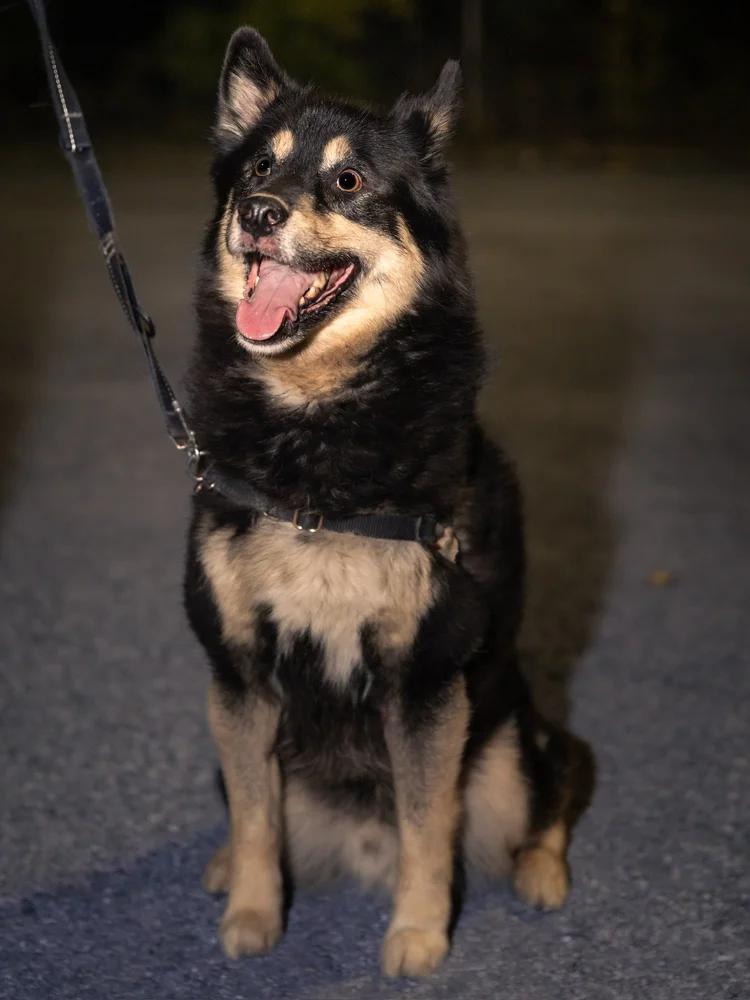 Enlarge Cooper, a Adoptable Pomsky in laval, QC image 3/3