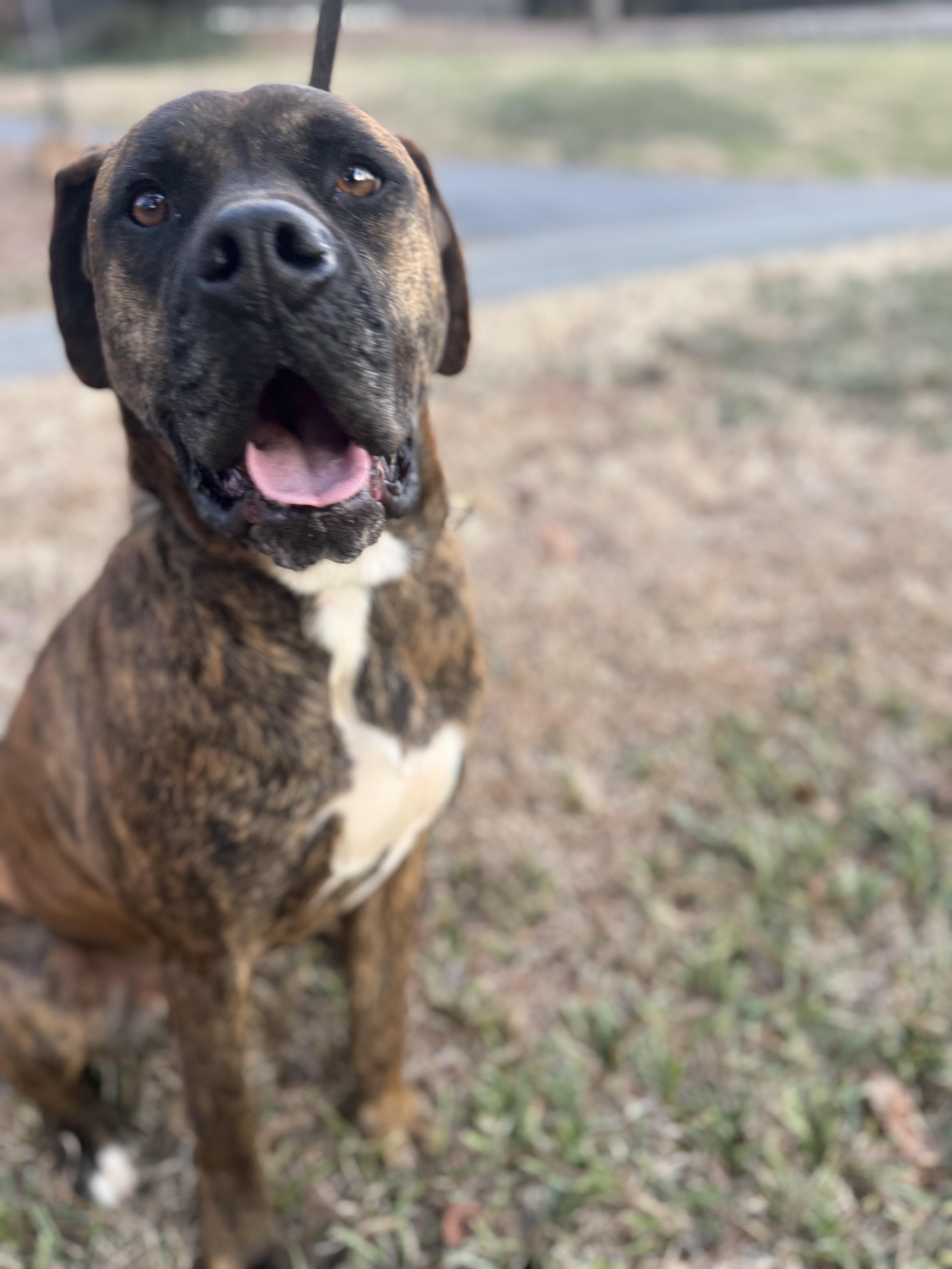 Griffin, a ADOPTABLE mixed breed in Maiden, NC image 3/6