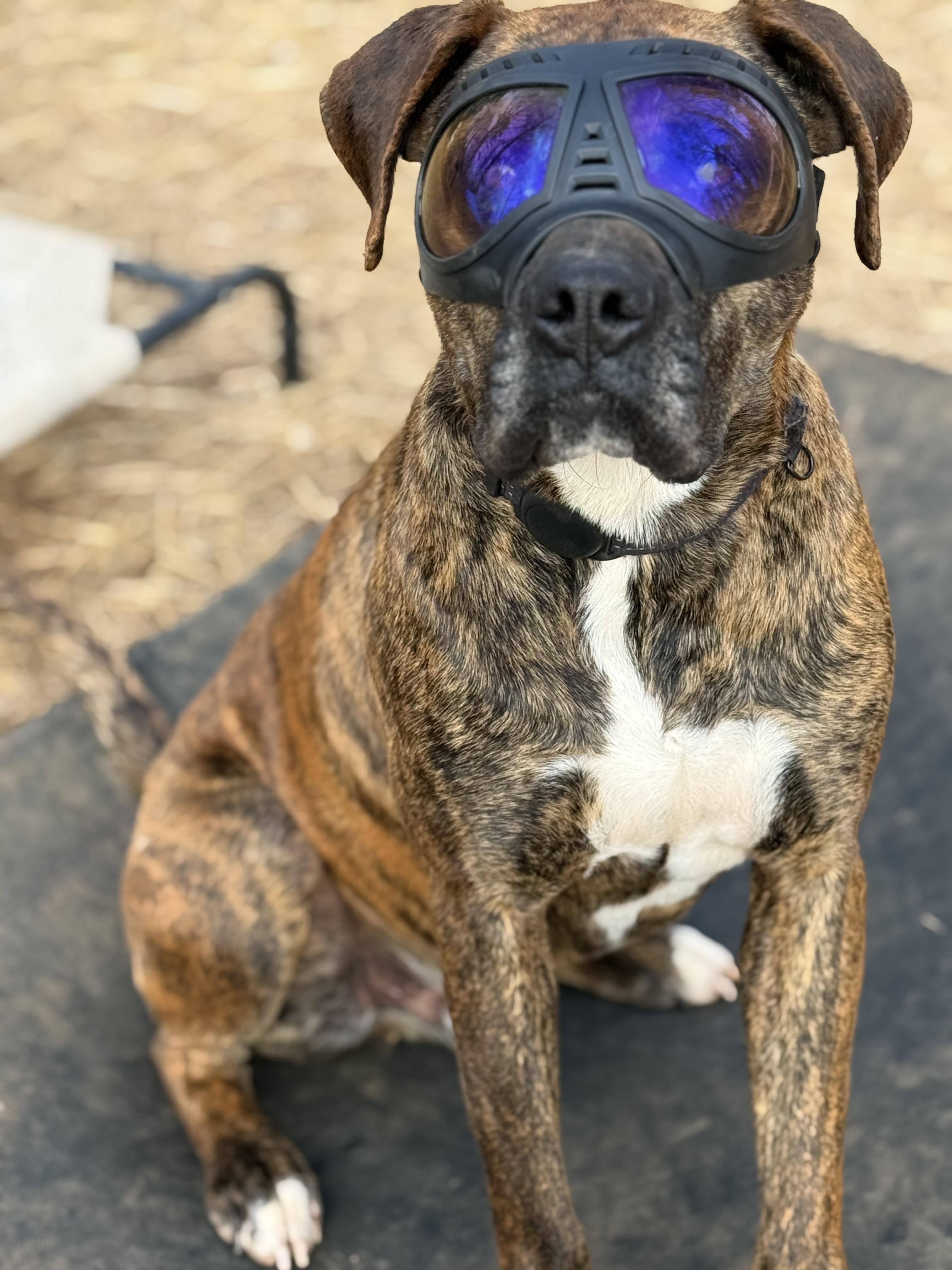 Griffin, a ADOPTABLE mixed breed in Maiden, NC image 6/6