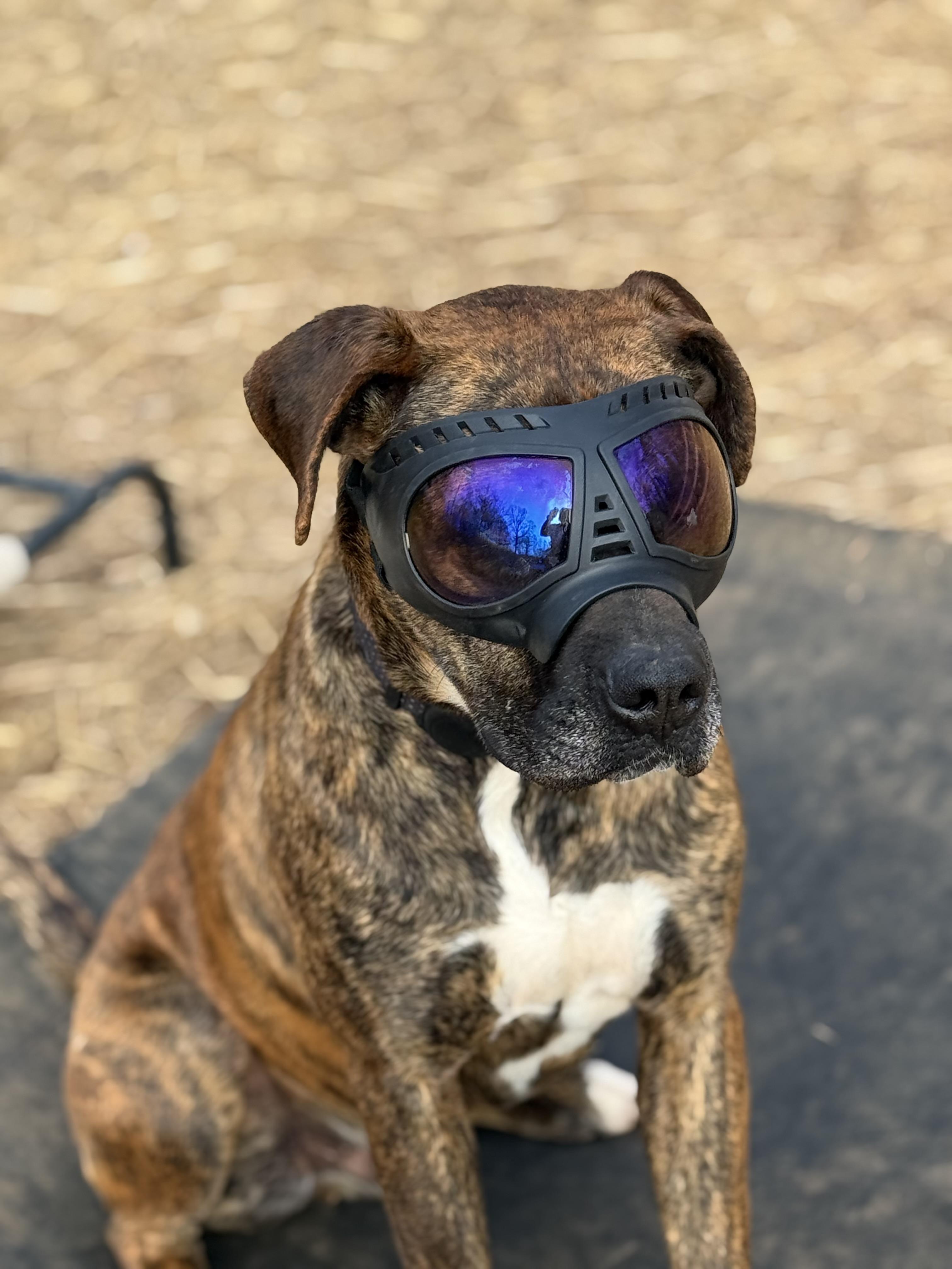 Griffin, a ADOPTABLE mixed breed in Maiden, NC image 5/6