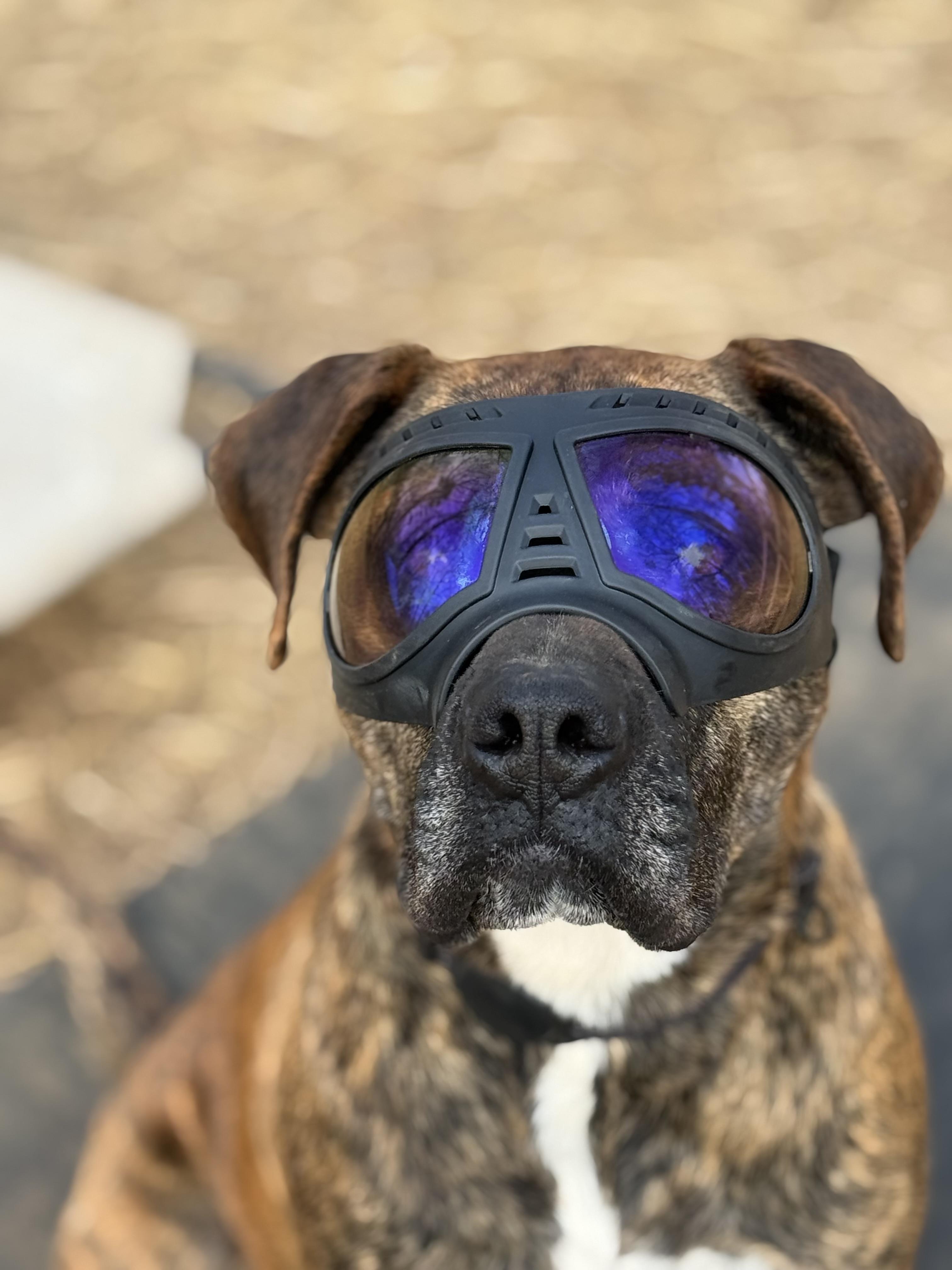 Griffin, ADOPTABLE, Adult Male Plott Hound & Mastiff.