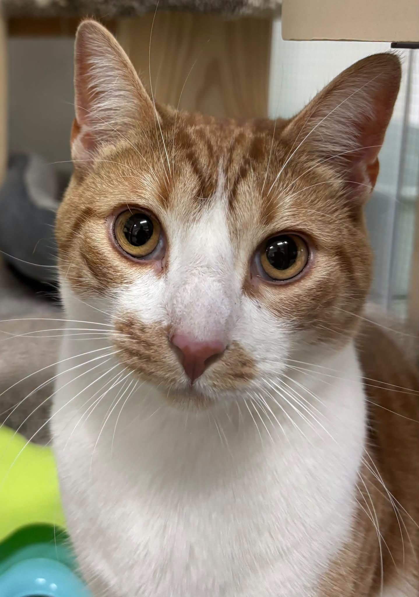 Mango Also, Adoptable, Young Male Domestic Short Hair.