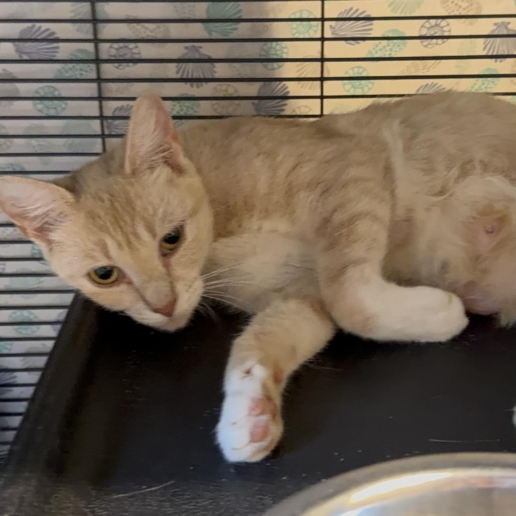 Teresa, Adoptable, Young Female Domestic Short Hair.