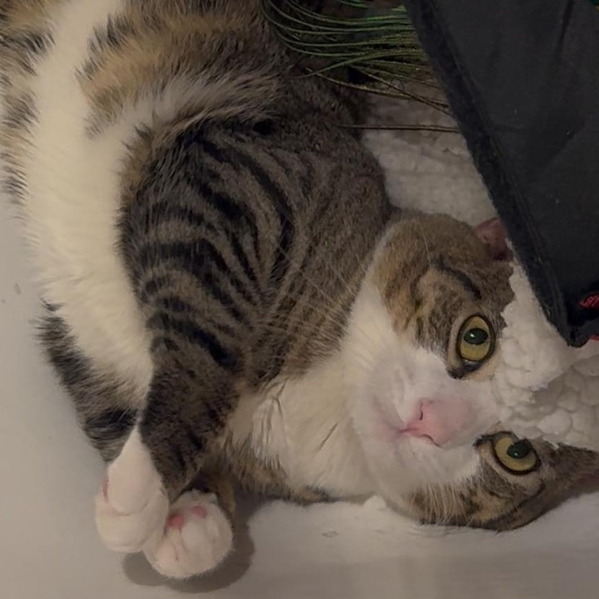 Bailey, ADOPTABLE, Young Male Domestic Short Hair.