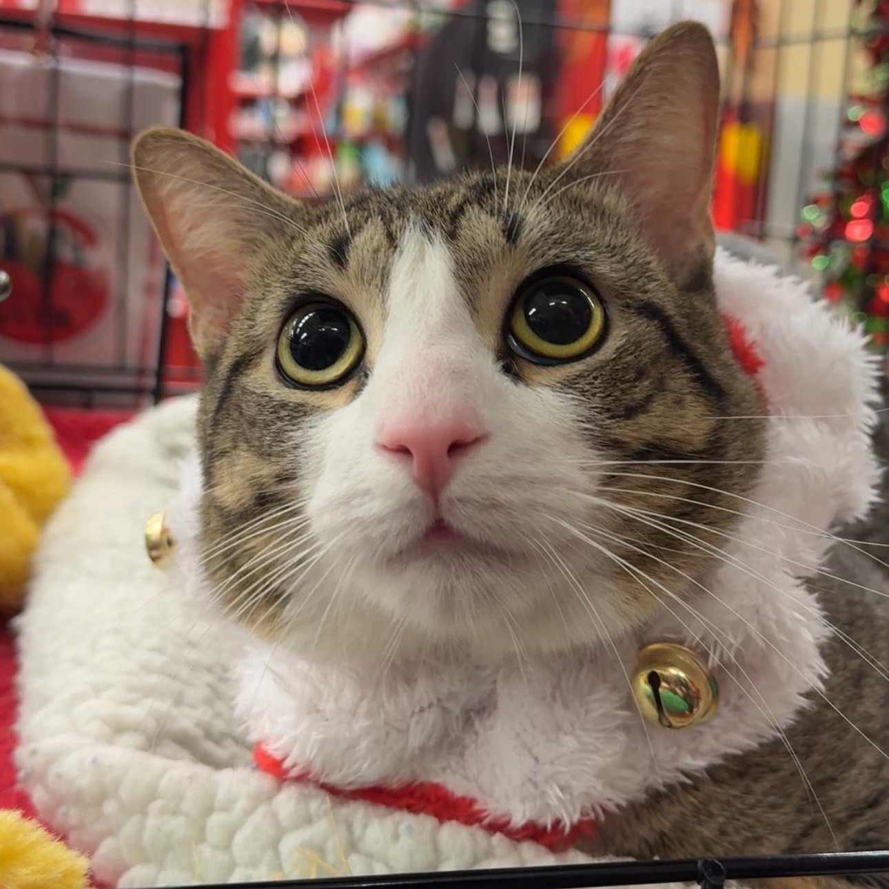 Enlarge Bailey, a ADOPTABLE mixed breed in New york, NY image 2/3