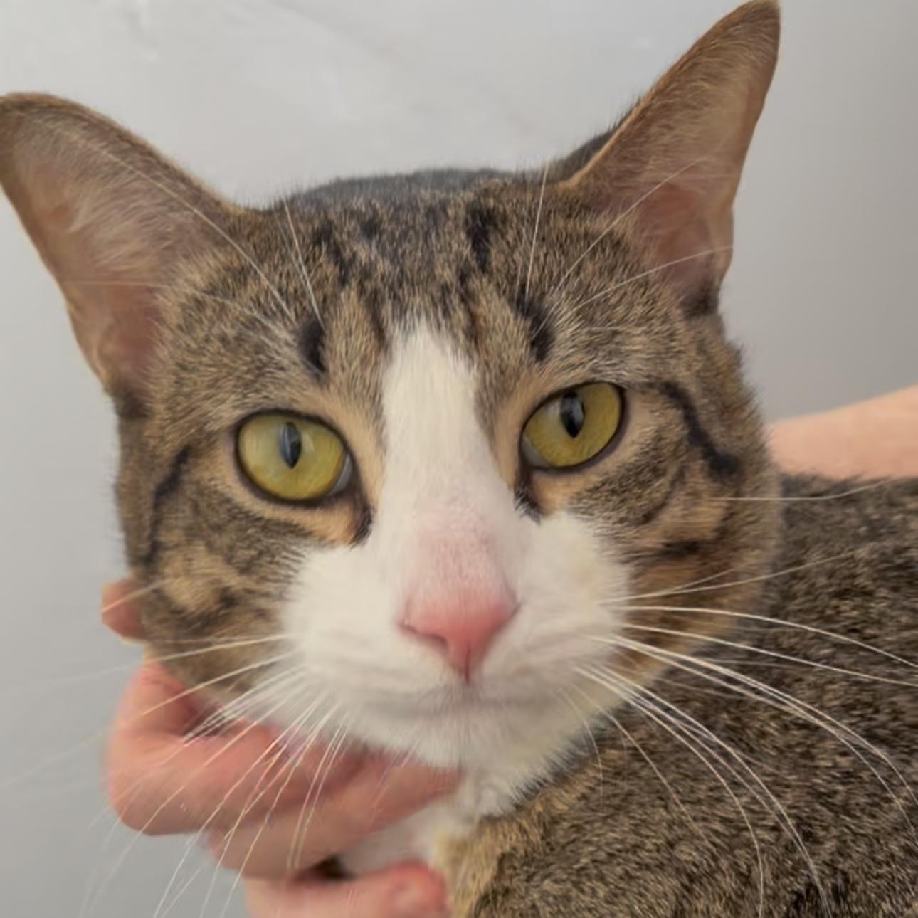 Enlarge Bailey, a ADOPTABLE mixed breed in New york, NY image 3/3