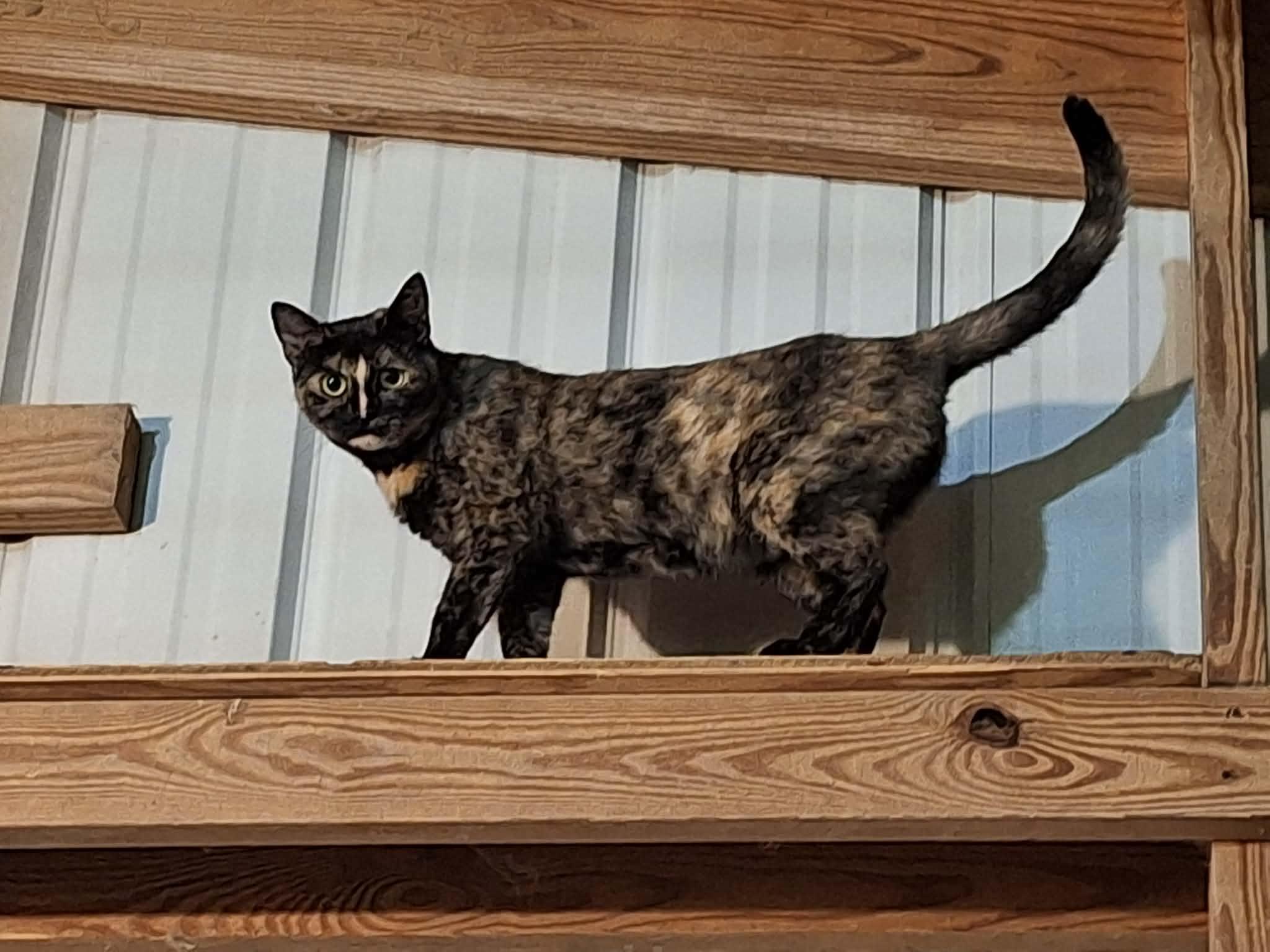Enlarge Singer - Sponsored, a ADOPTABLE Tortoiseshell in Monterey, VA image 1/4