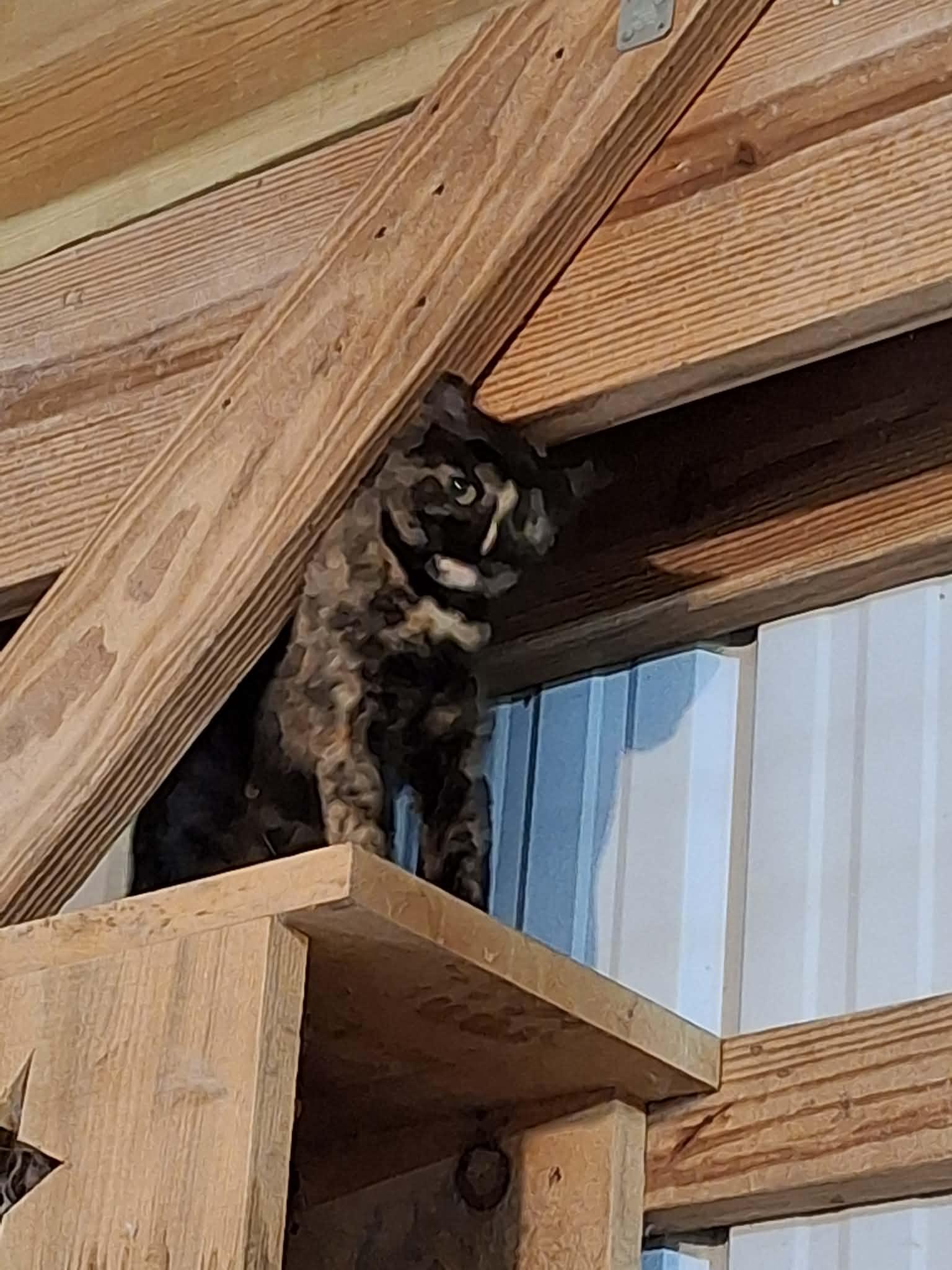 Enlarge Singer - Sponsored, a ADOPTABLE Tortoiseshell in Monterey, VA image 3/4