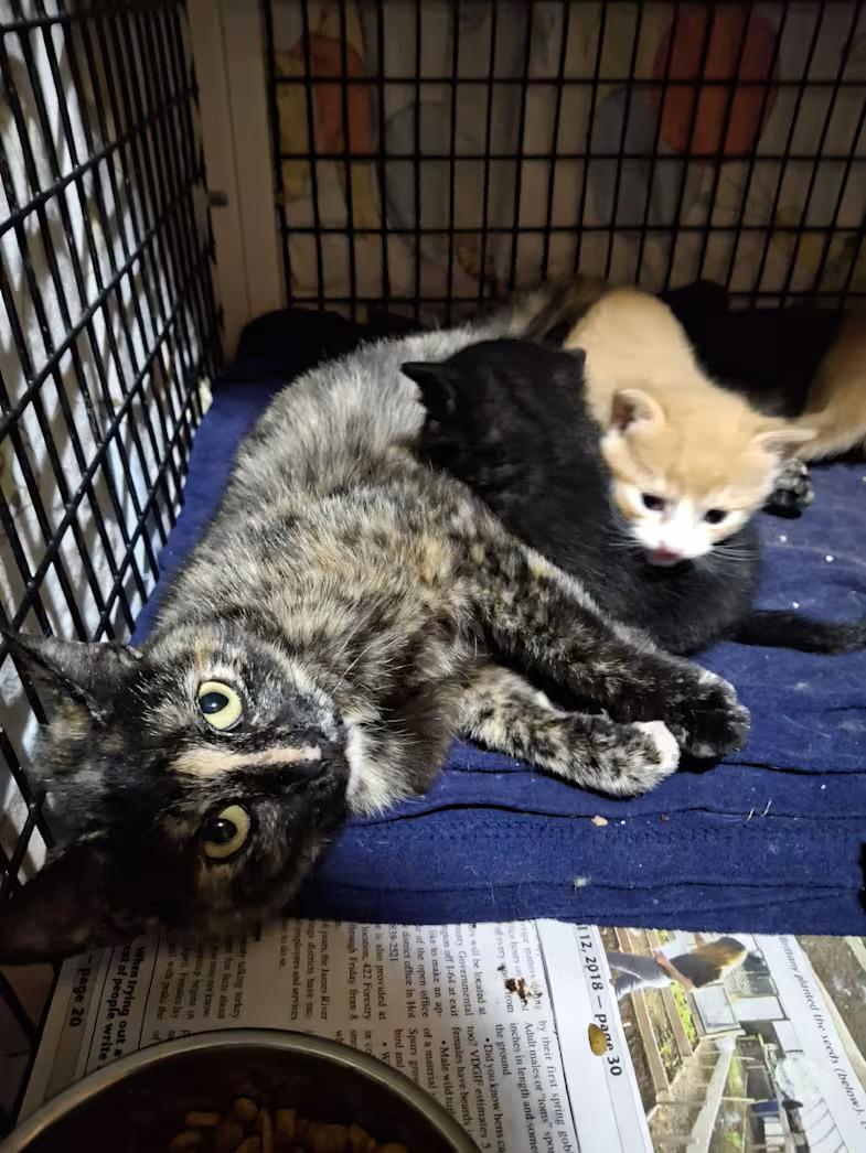 Enlarge Singer, a ADOPTABLE Tortoiseshell in Monterey, VA image 1/1