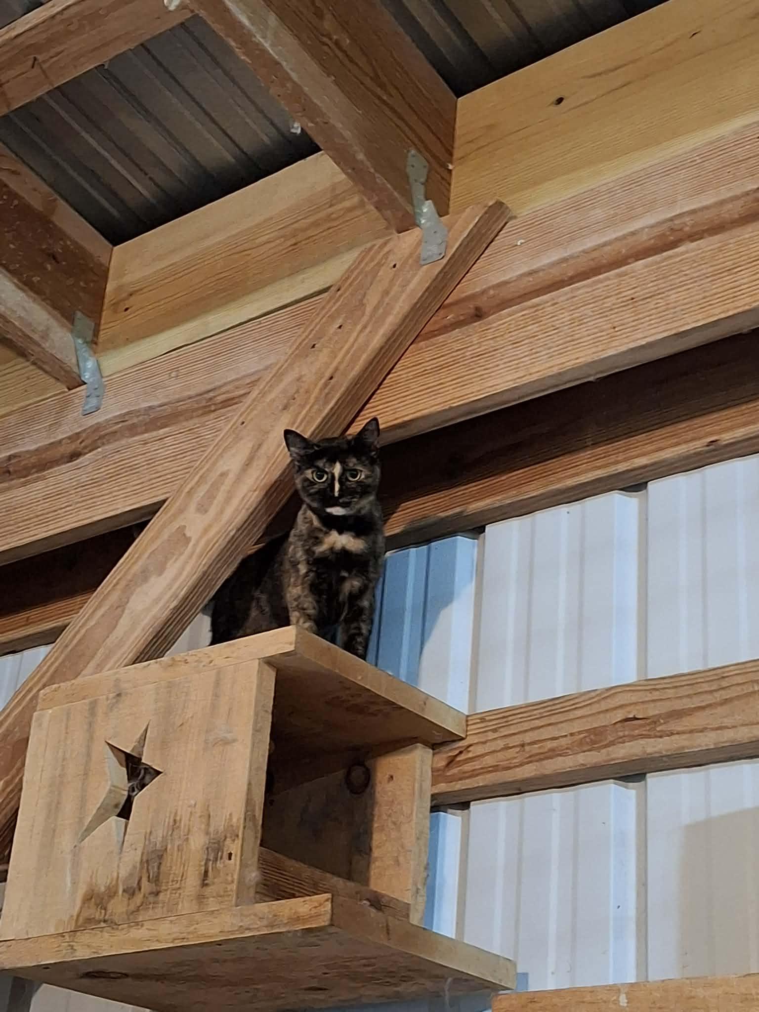 Enlarge Singer - Sponsored, a ADOPTABLE Tortoiseshell in Monterey, VA image 2/4