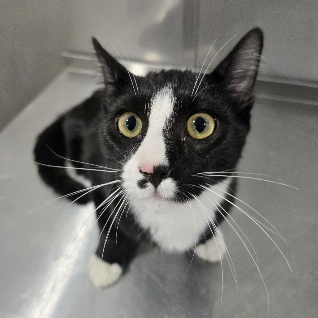 Enlarge Bugsy, a Adoptable mixed breed in Washburn, MO image 1/1