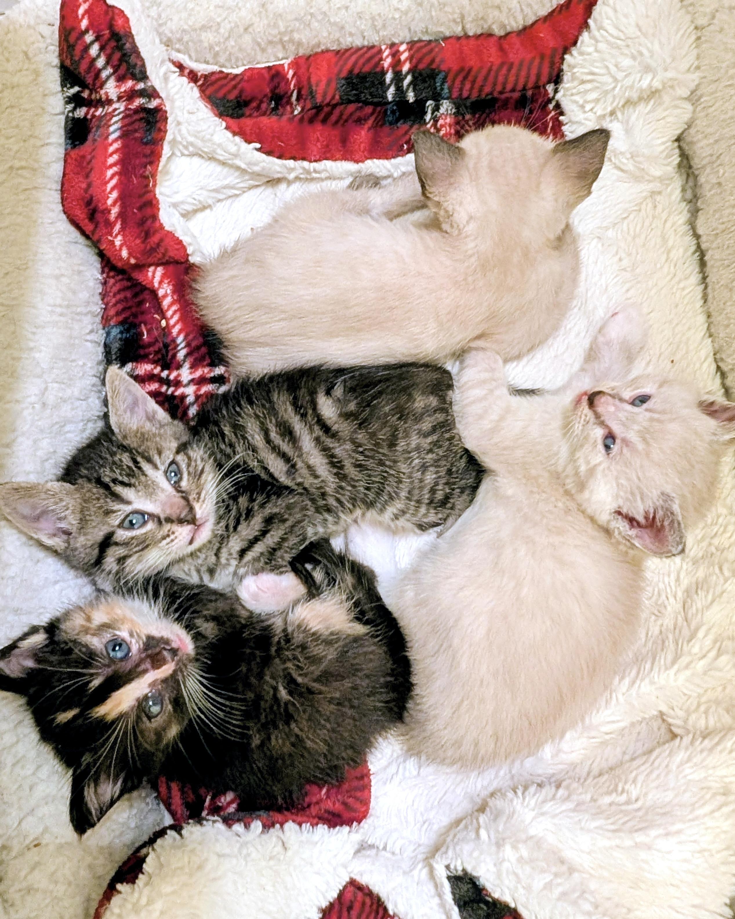 Aimee (bonded with Remy), a Adopted Siamese in San Francisco, CA image 1/3