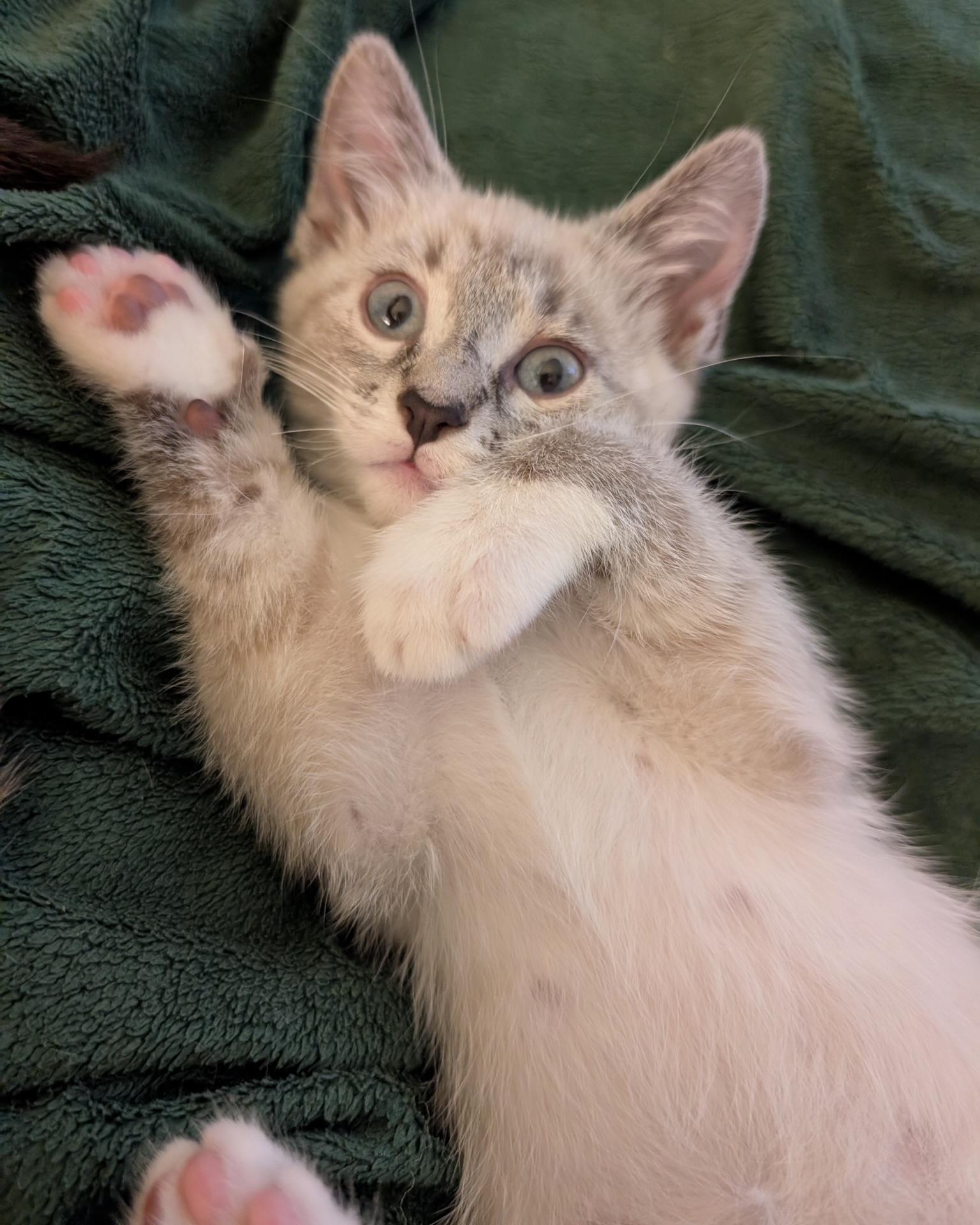 Aimee (bonded with Remy), a Adopted Siamese in San Francisco, CA image 2/3