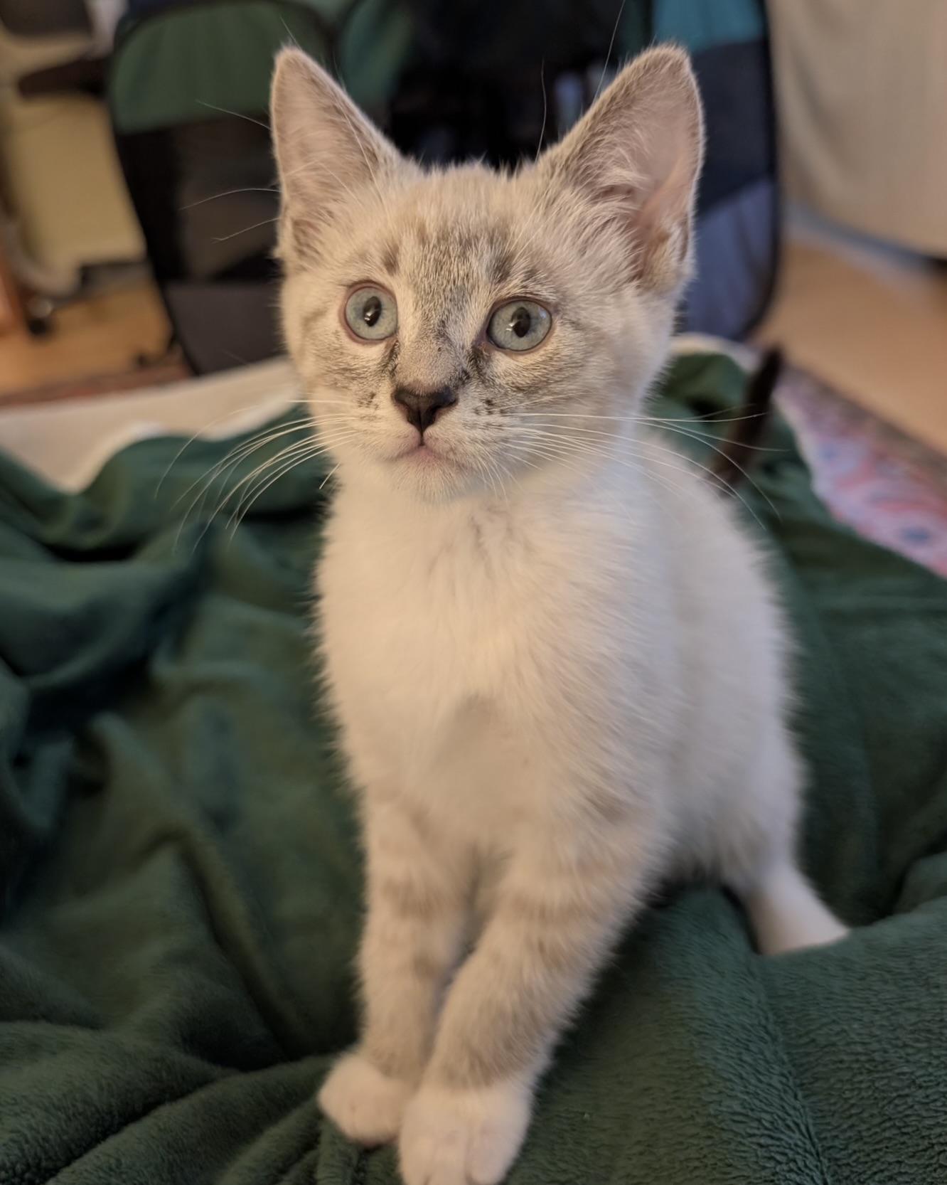 Aimee (bonded with Remy), a Adopted Siamese in San Francisco, CA image 3/3