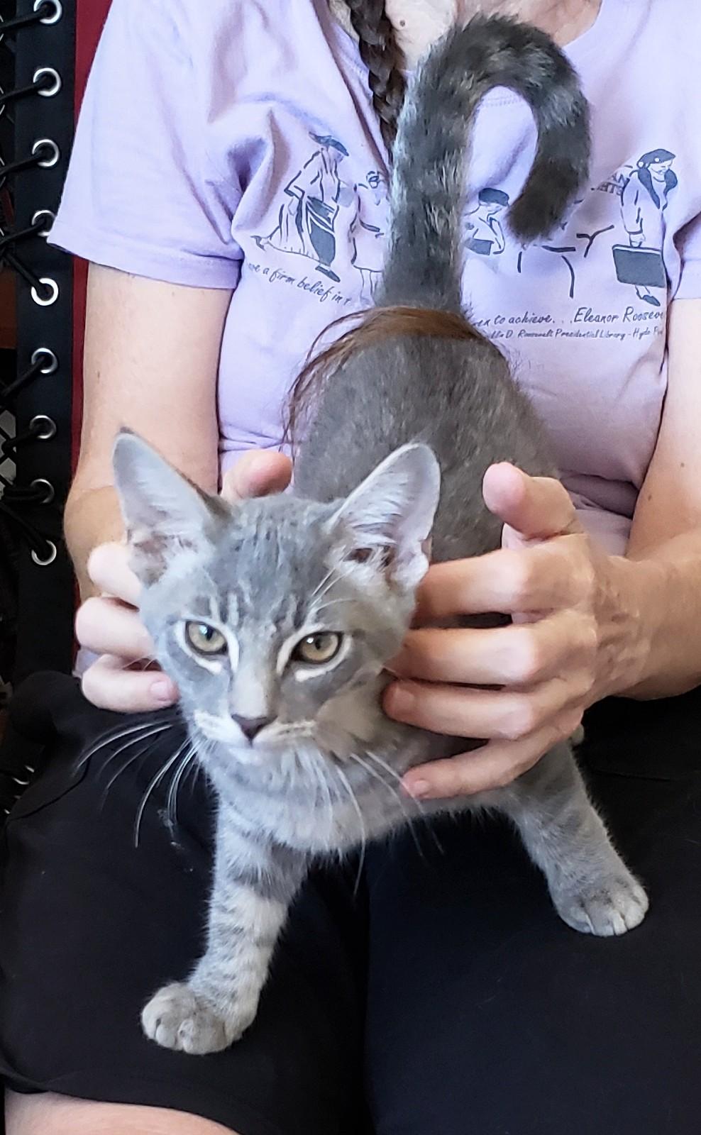 Kettle, an adopted Domestic Short Hair in Buena Park, CA image 5/6