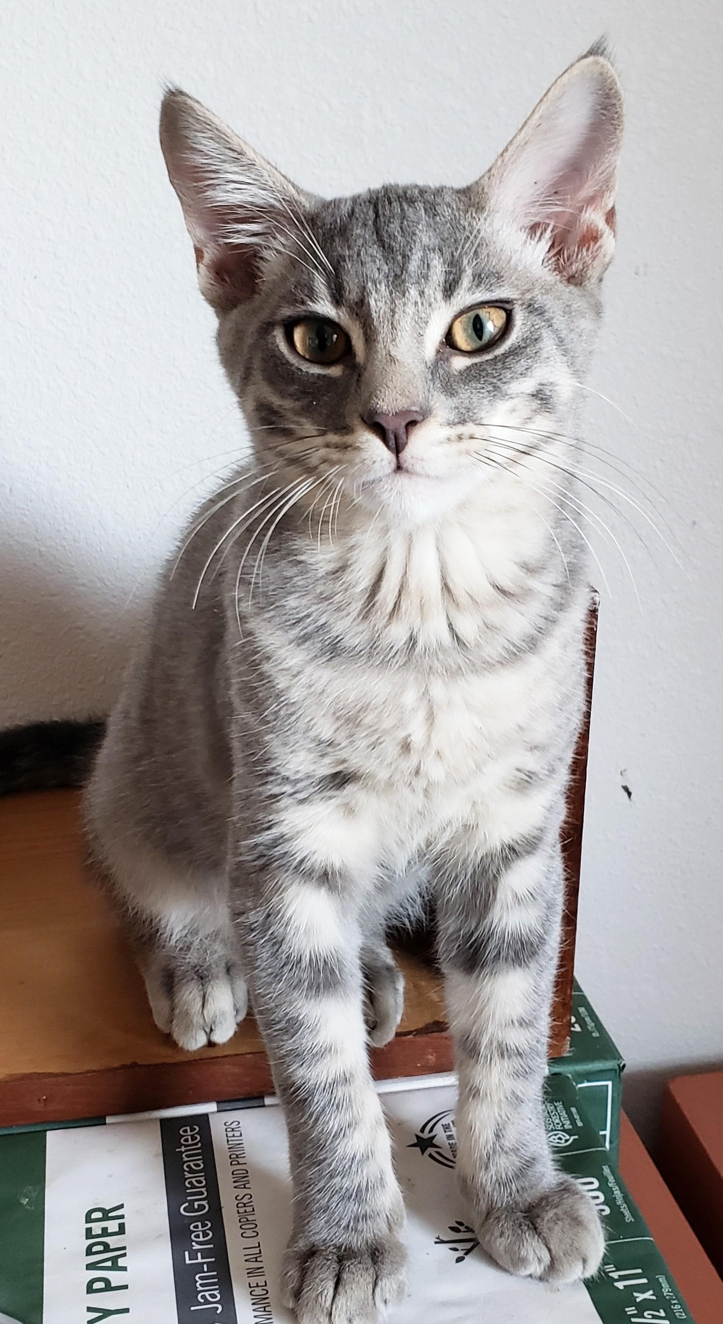 Kettle, an adopted Domestic Short Hair in Buena Park, CA image 6/6