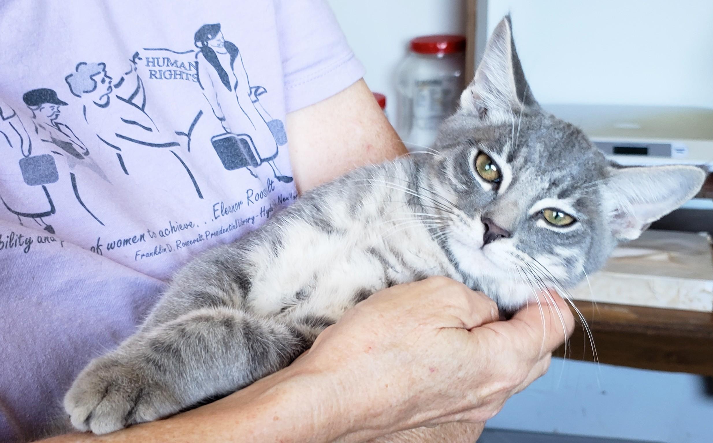 Kettle, an adopted Domestic Short Hair in Buena Park, CA image 3/6