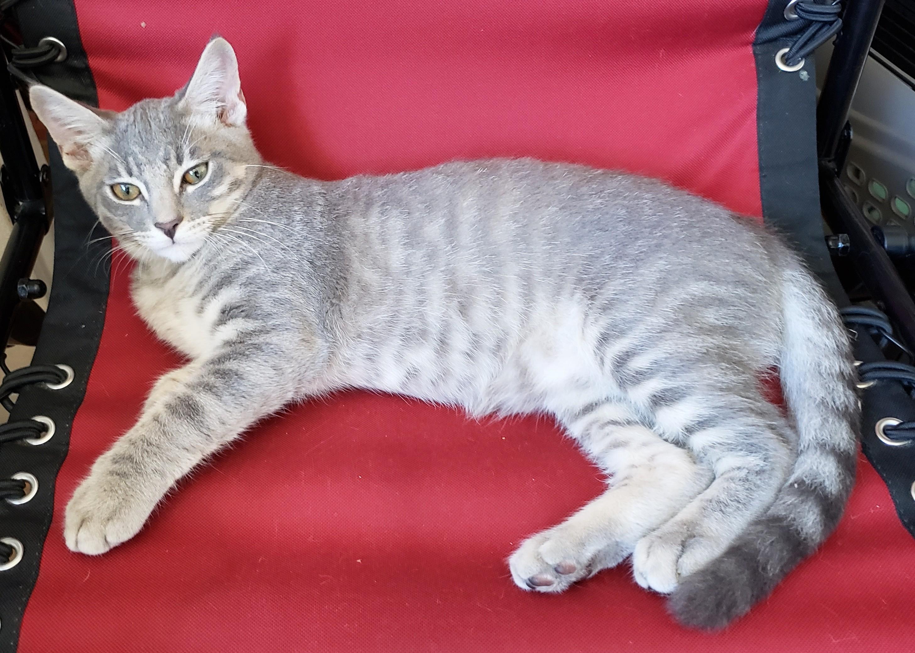 Kettle, an adopted Domestic Short Hair in Buena Park, CA image 2/6