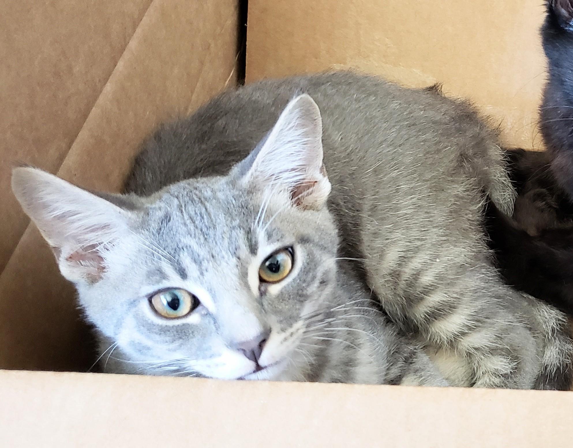Kettle, an adopted Domestic Short Hair in Buena Park, CA image 4/6