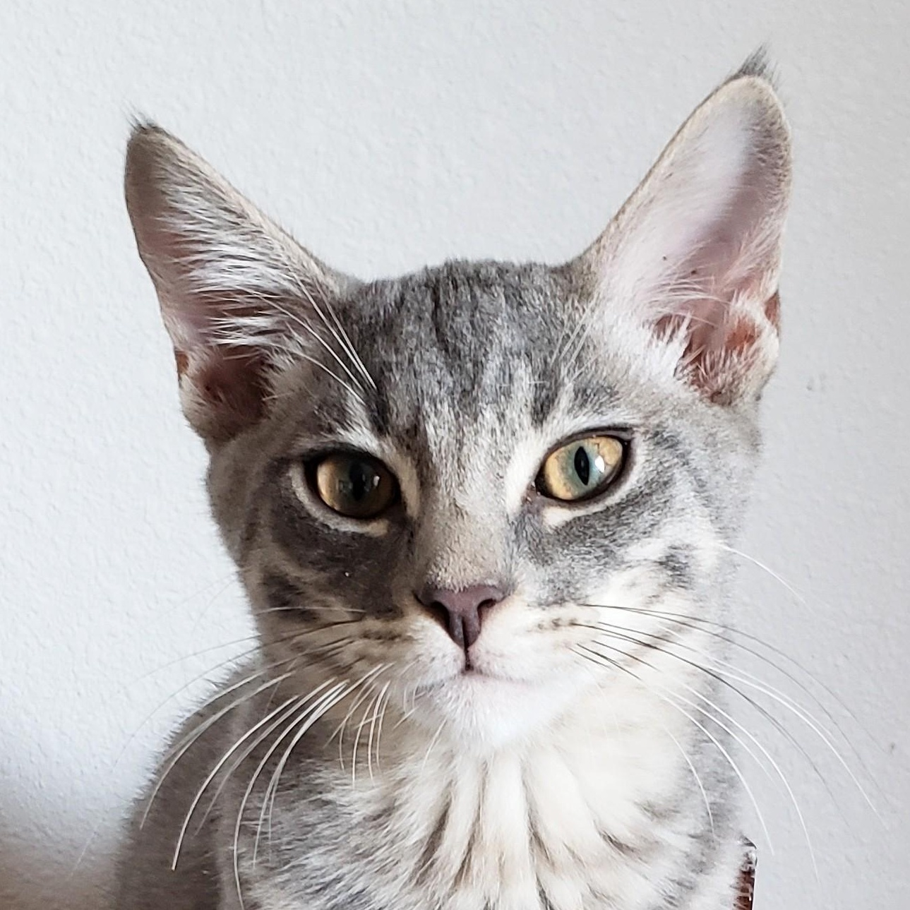 Kettle, adopted, Kitten Male Domestic Short Hair.