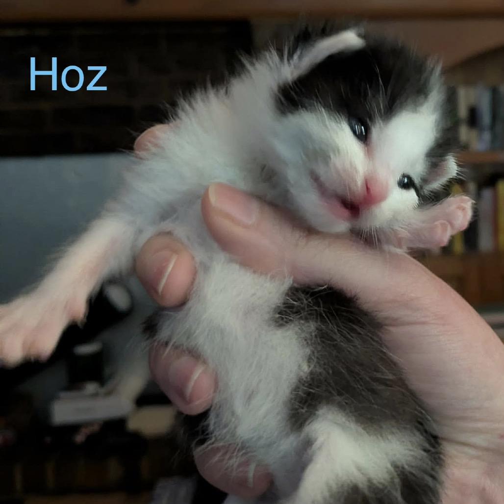 Cats & Kittens for Adoption in Ottawa, KS | Petfinder