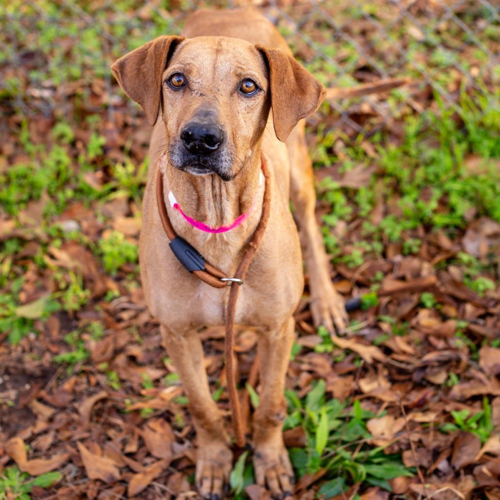 Enlarge Shirley Temple, a Adoptable mixed breed in Hattiesburg, MS image 2/4