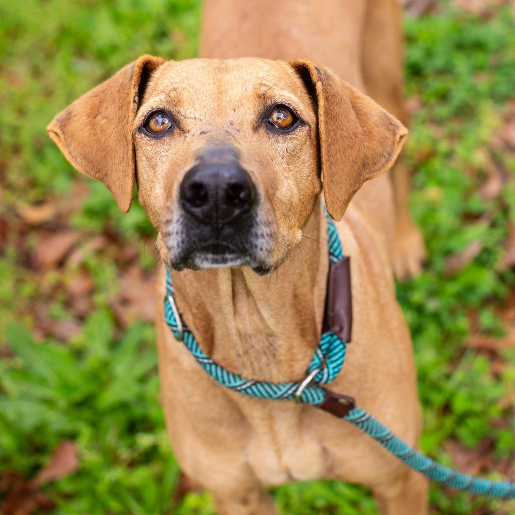 Enlarge Shirley Temple, a Adoptable mixed breed in Hattiesburg, MS image 3/6