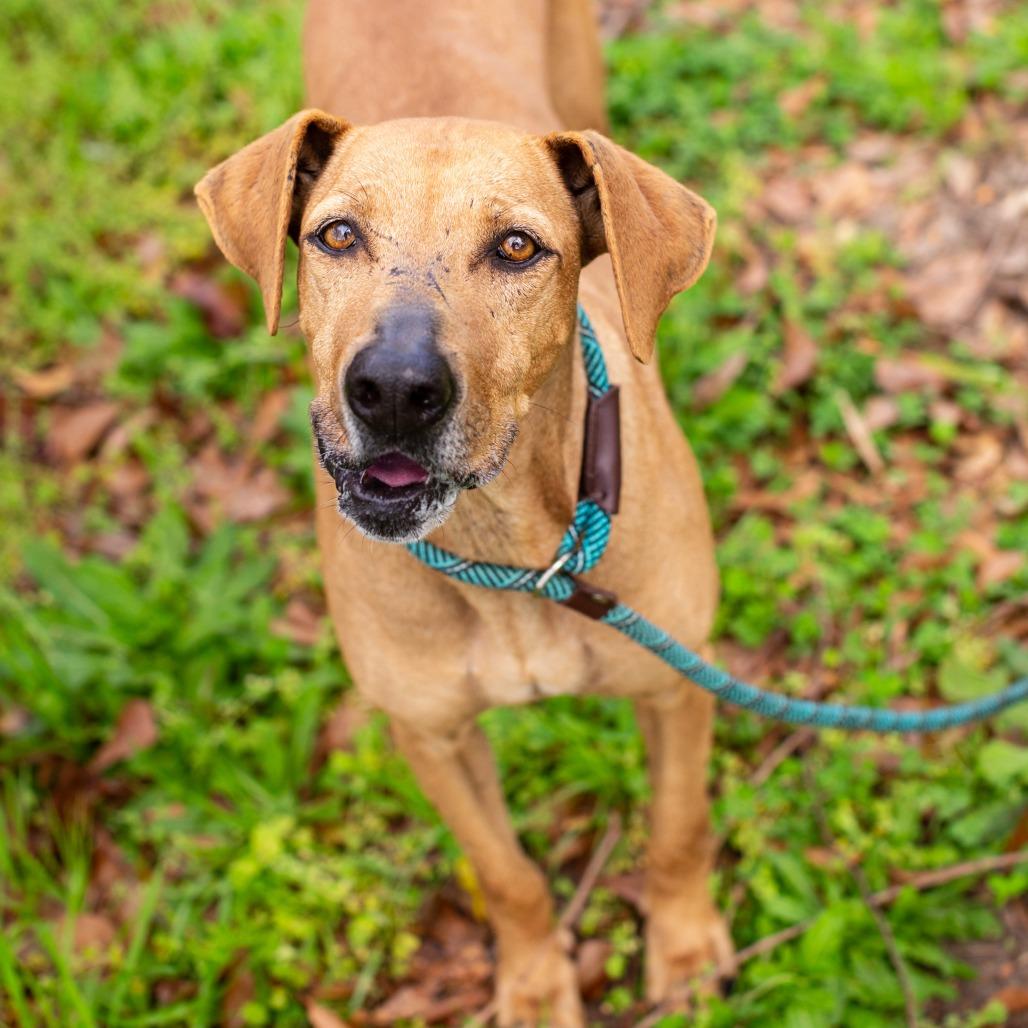 Enlarge Shirley Temple, a Adoptable mixed breed in Hattiesburg, MS image 4/6