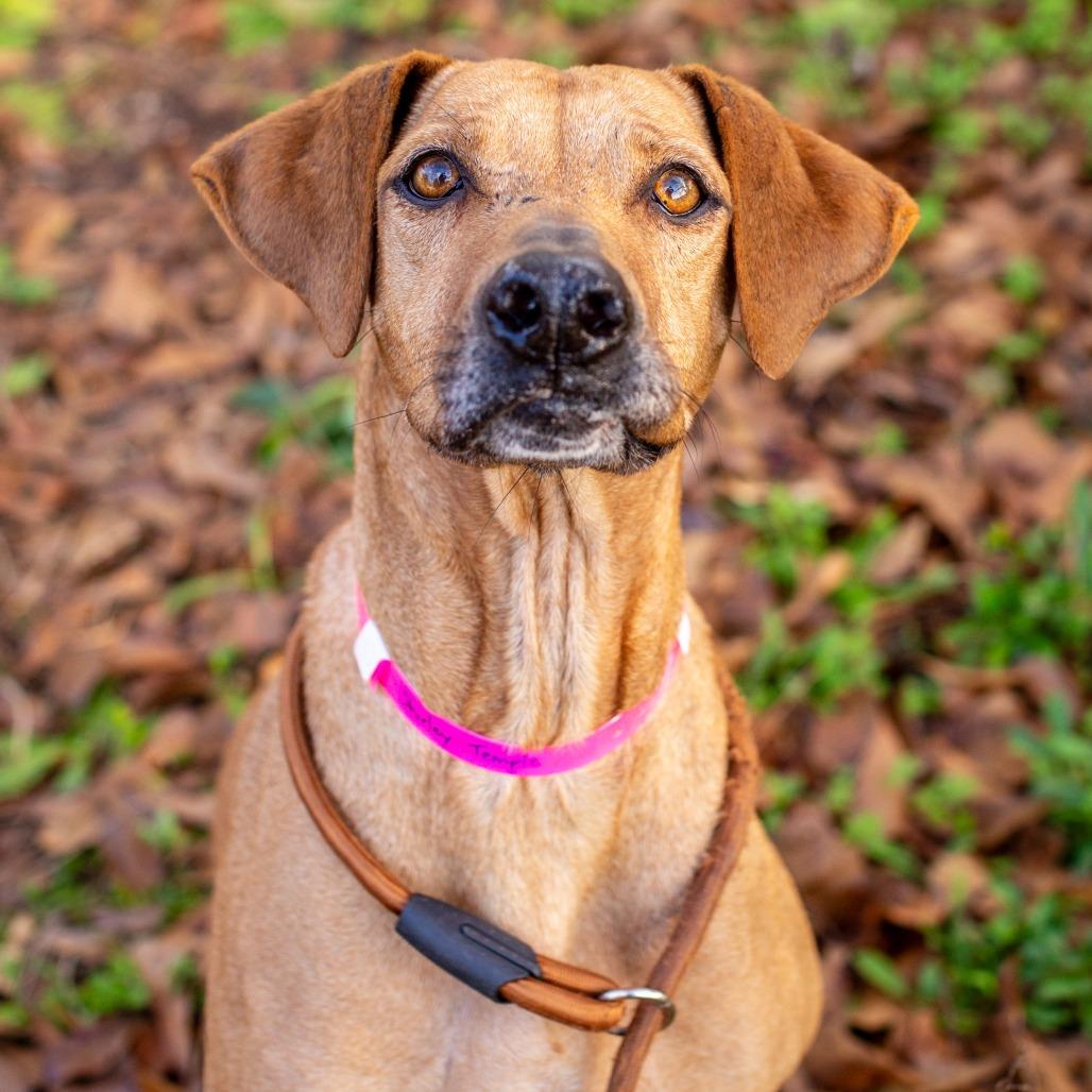 Enlarge Shirley Temple, a Adoptable mixed breed in Hattiesburg, MS image 3/4