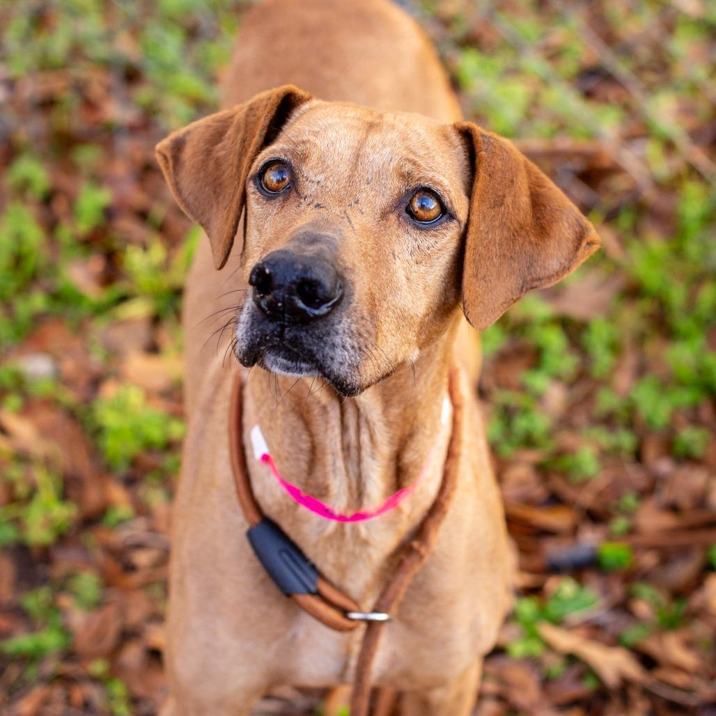 Enlarge Shirley Temple, a Adoptable mixed breed in Hattiesburg, MS image 4/4