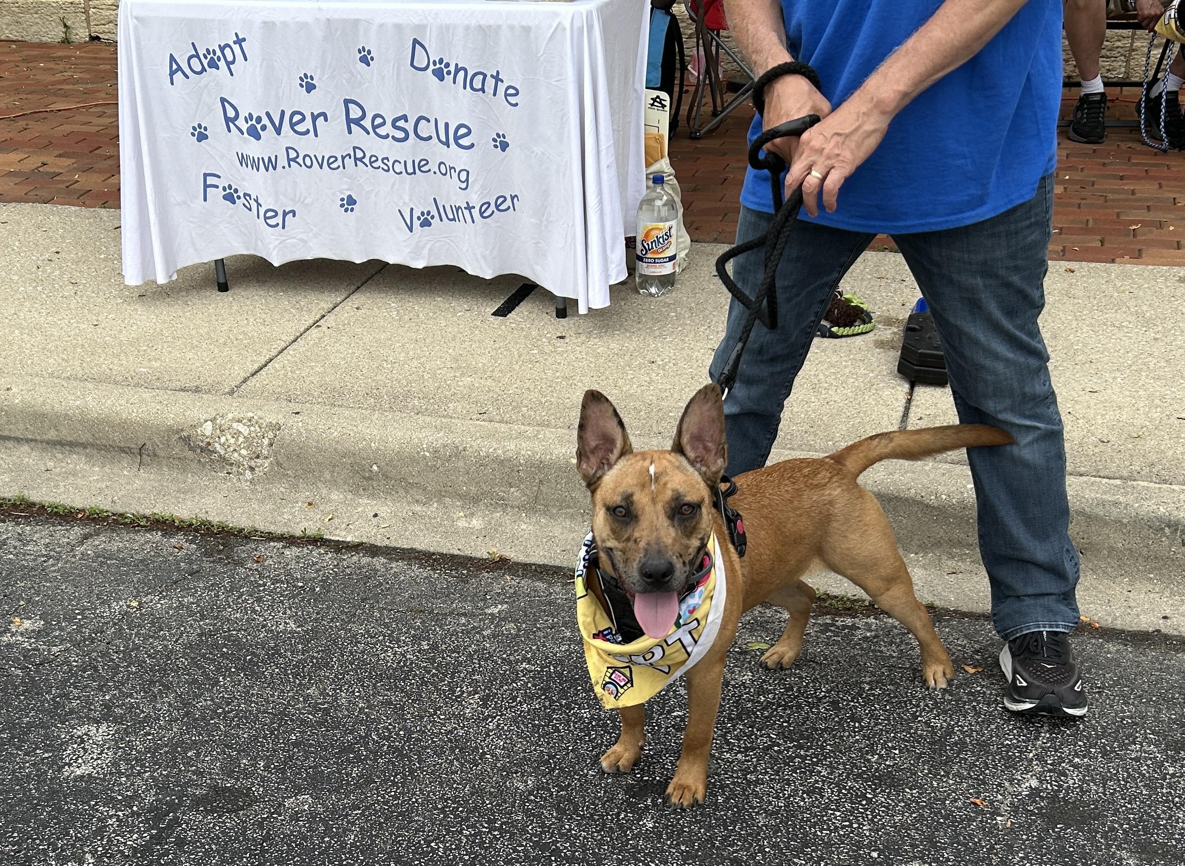 Enlarge Freckles, an adoptable mixed breed in Aurora, IL image 6/6